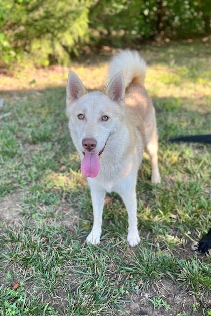 Enlarge Sawyer, a Adoptable Husky in Mocksville, NC image 3/3