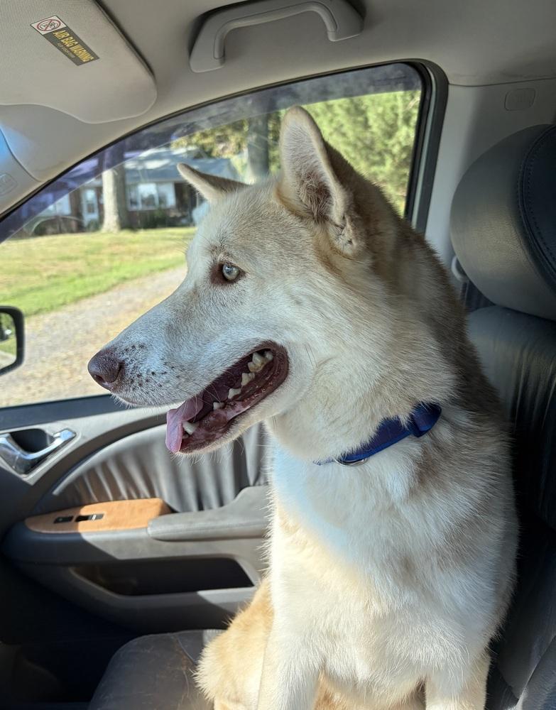 Enlarge Sawyer, a Adoptable Husky in Mocksville, NC image 5/5