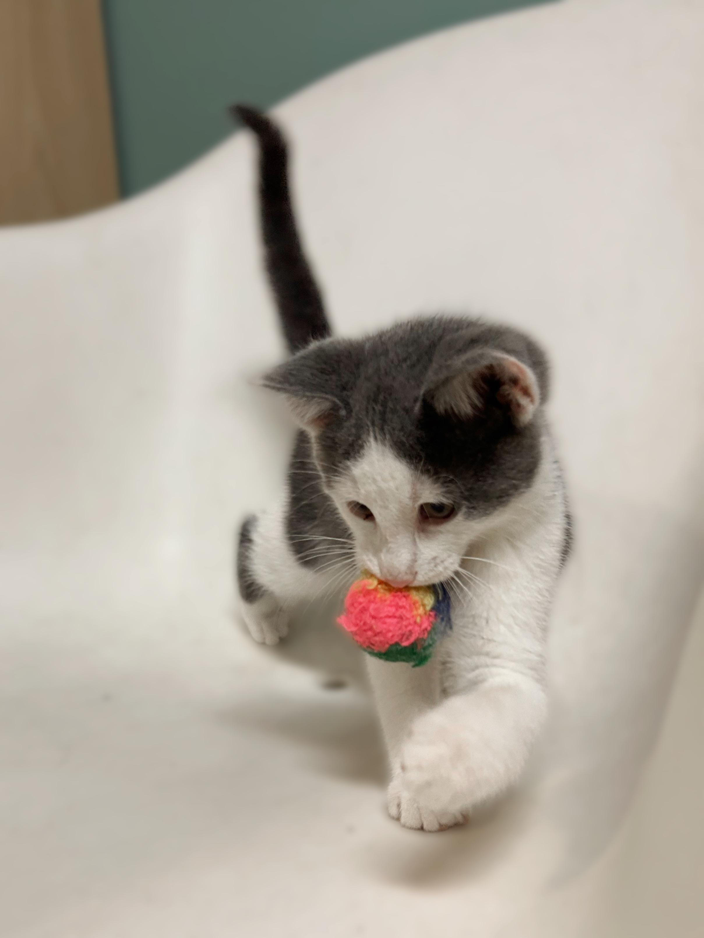 Jamie, a ADOPTABLE Domestic Short Hair in Amery, WI image 4/4