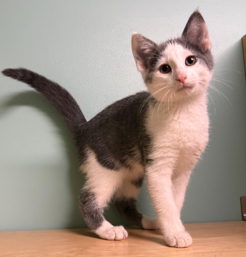Jamie, a ADOPTABLE Domestic Short Hair in Amery, WI image 3/4