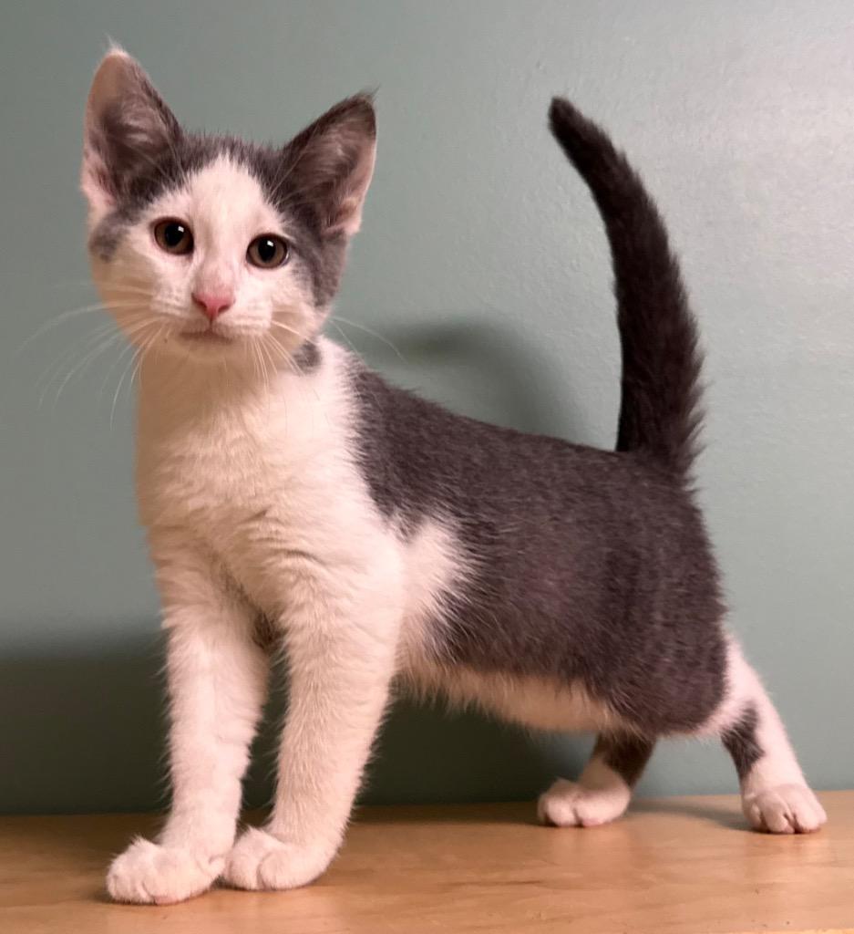 Jamie, a ADOPTABLE Domestic Short Hair in Amery, WI image 2/4
