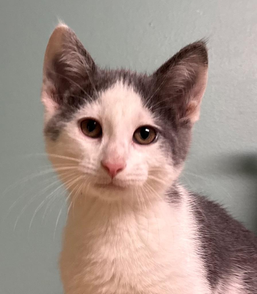 Jamie, ADOPTABLE, Kitten Male Domestic Short Hair.