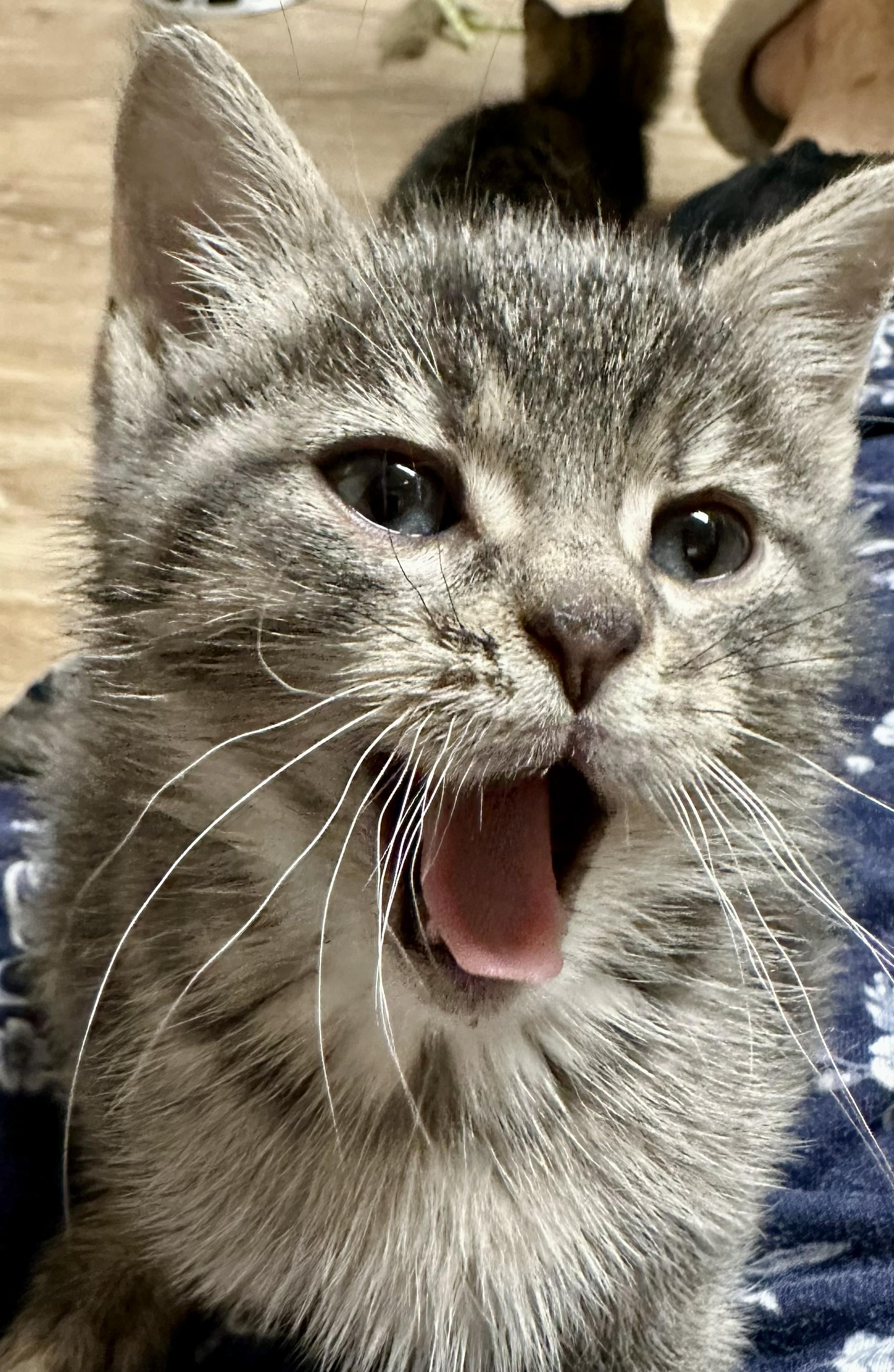 Ramen, an adopted Tabby in Wayne, NJ image 2/3