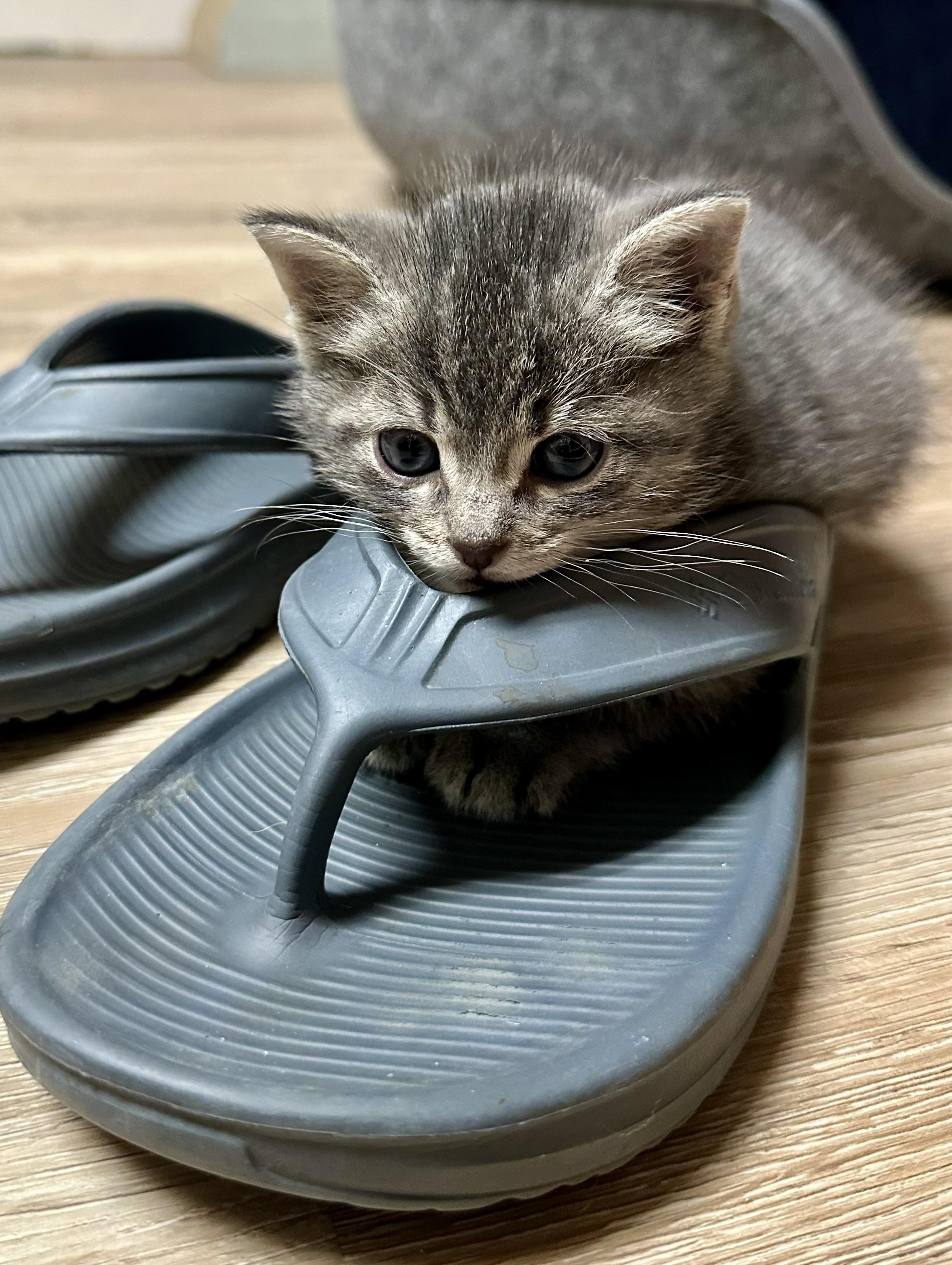 Ramen, an adopted Tabby in Wayne, NJ image 3/3
