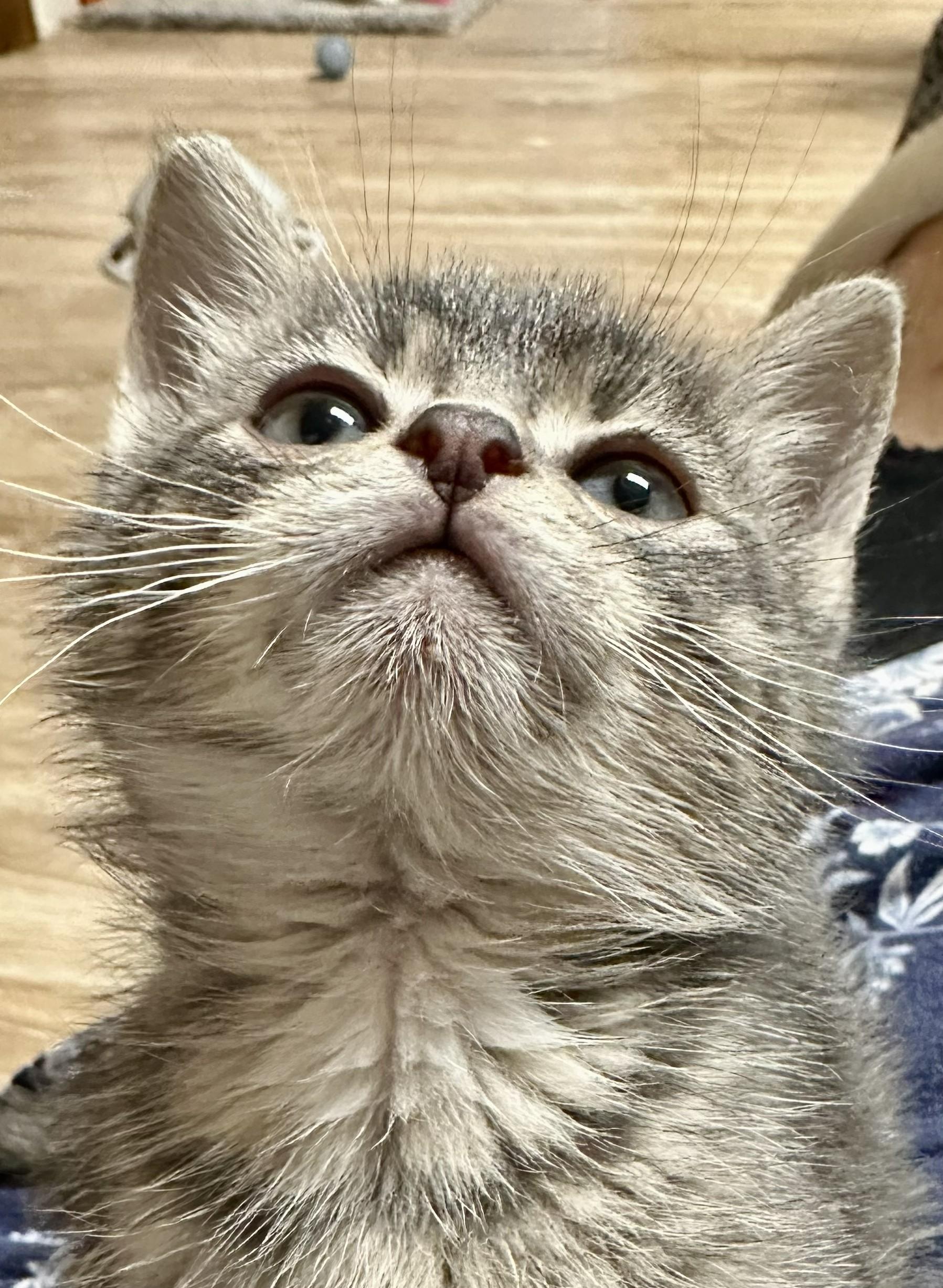 Ramen, adopted, Kitten Male Tabby.