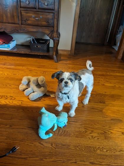 Muffin, Adoptable, Senior Female Shih Tzu & Mixed Breed.