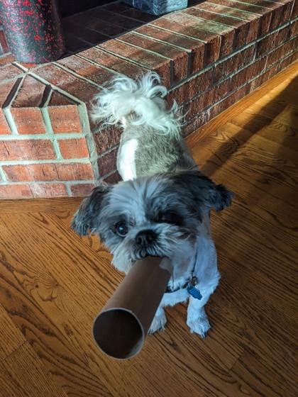 Enlarge Muffin, a Adoptable mixed breed in Wichita, KS image 2/2