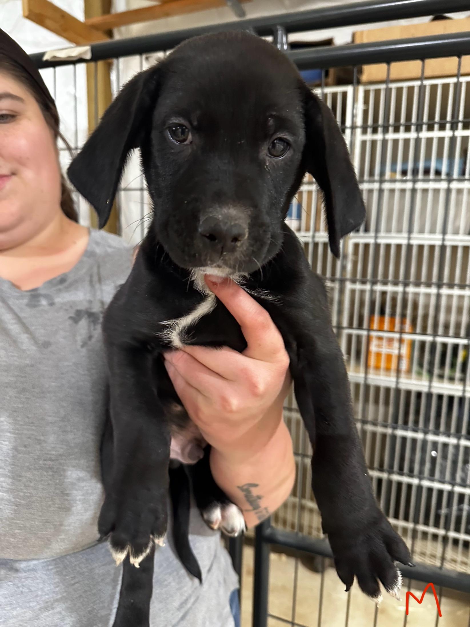 Gilbert, Adopted, Young Male Black Labrador Retriever & Catahoula Leopard Dog.