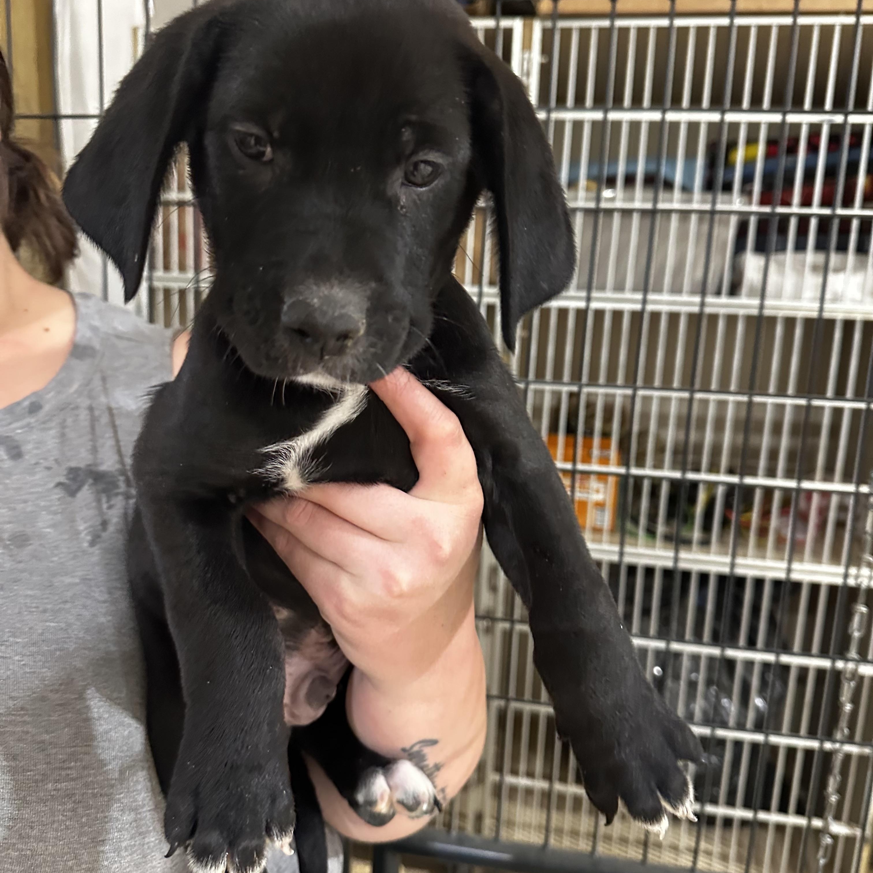 Enlarge Gilbert, a Adopted mixed breed in Seguin, TX image 3/5