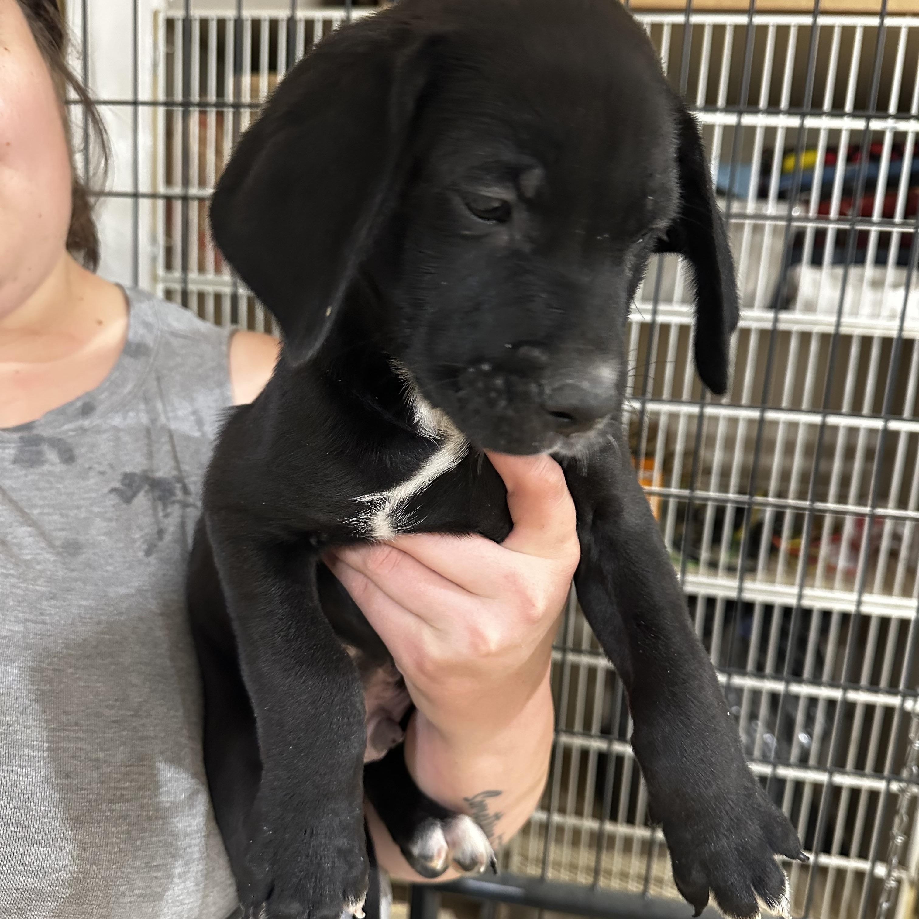 Enlarge Gilbert, a Adopted mixed breed in Seguin, TX image 4/5