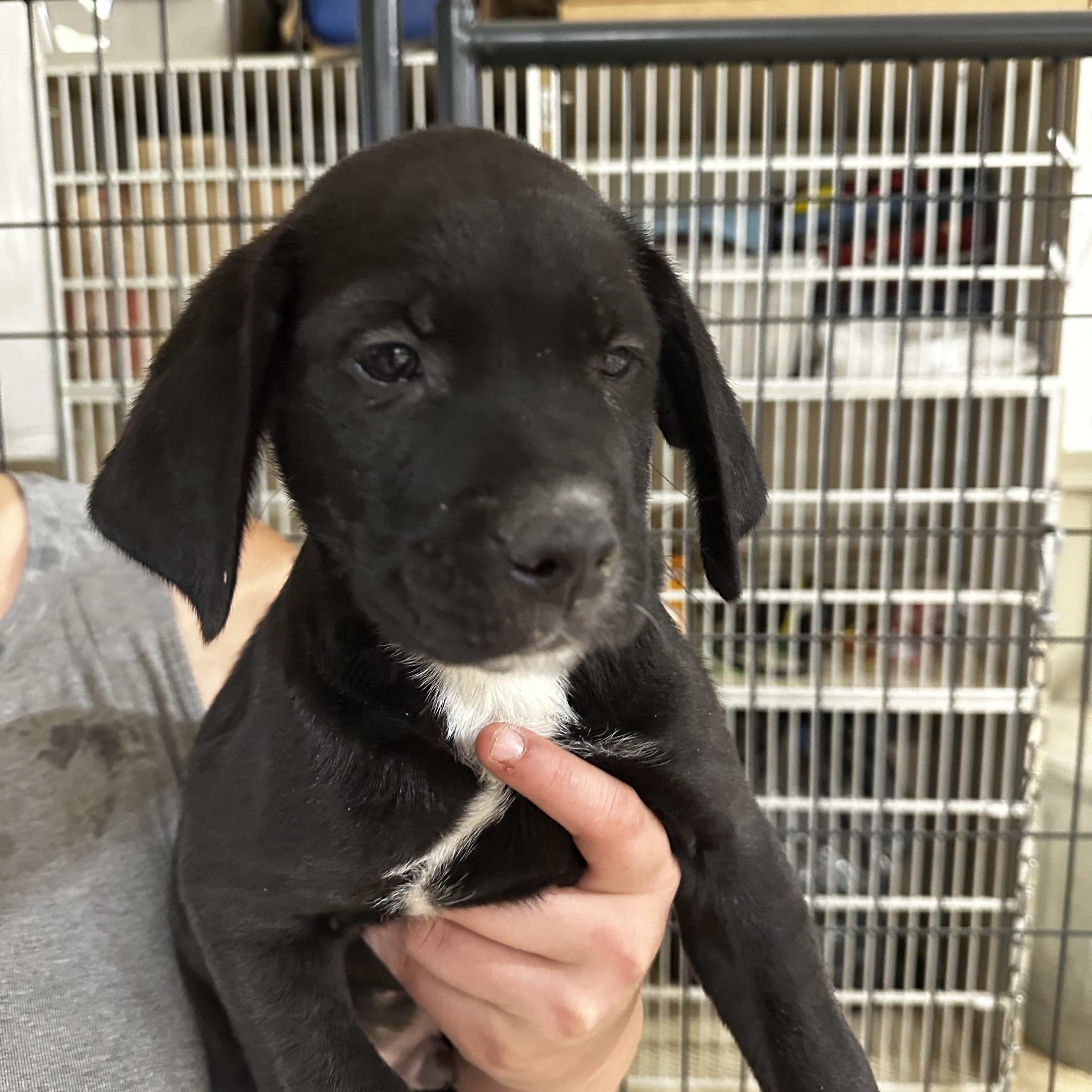 Enlarge Gilbert, a Adopted mixed breed in Seguin, TX image 5/5