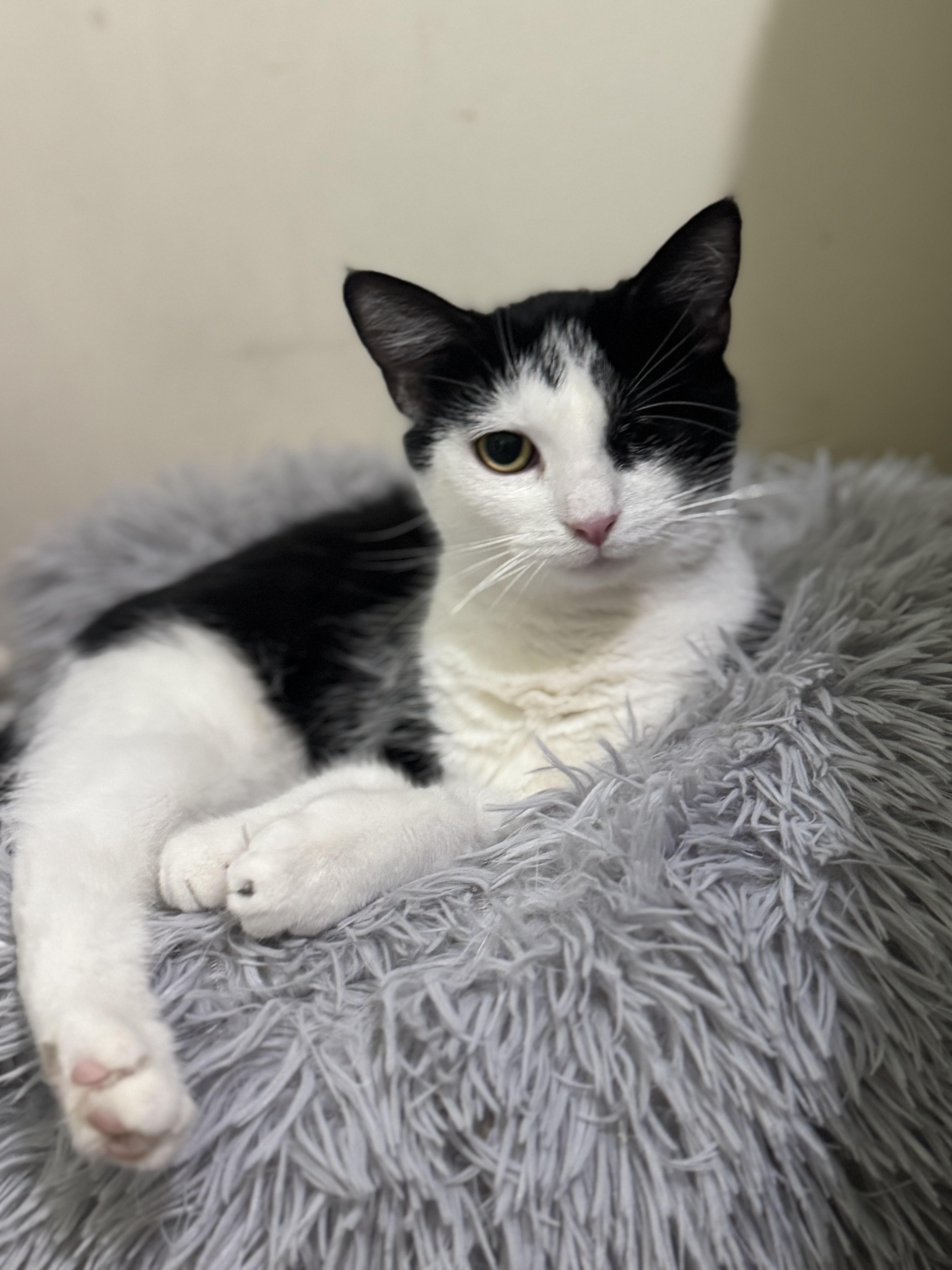 Enlarge Betty, an adoptable Domestic Short Hair in Woodbridge, VA image 1/2
