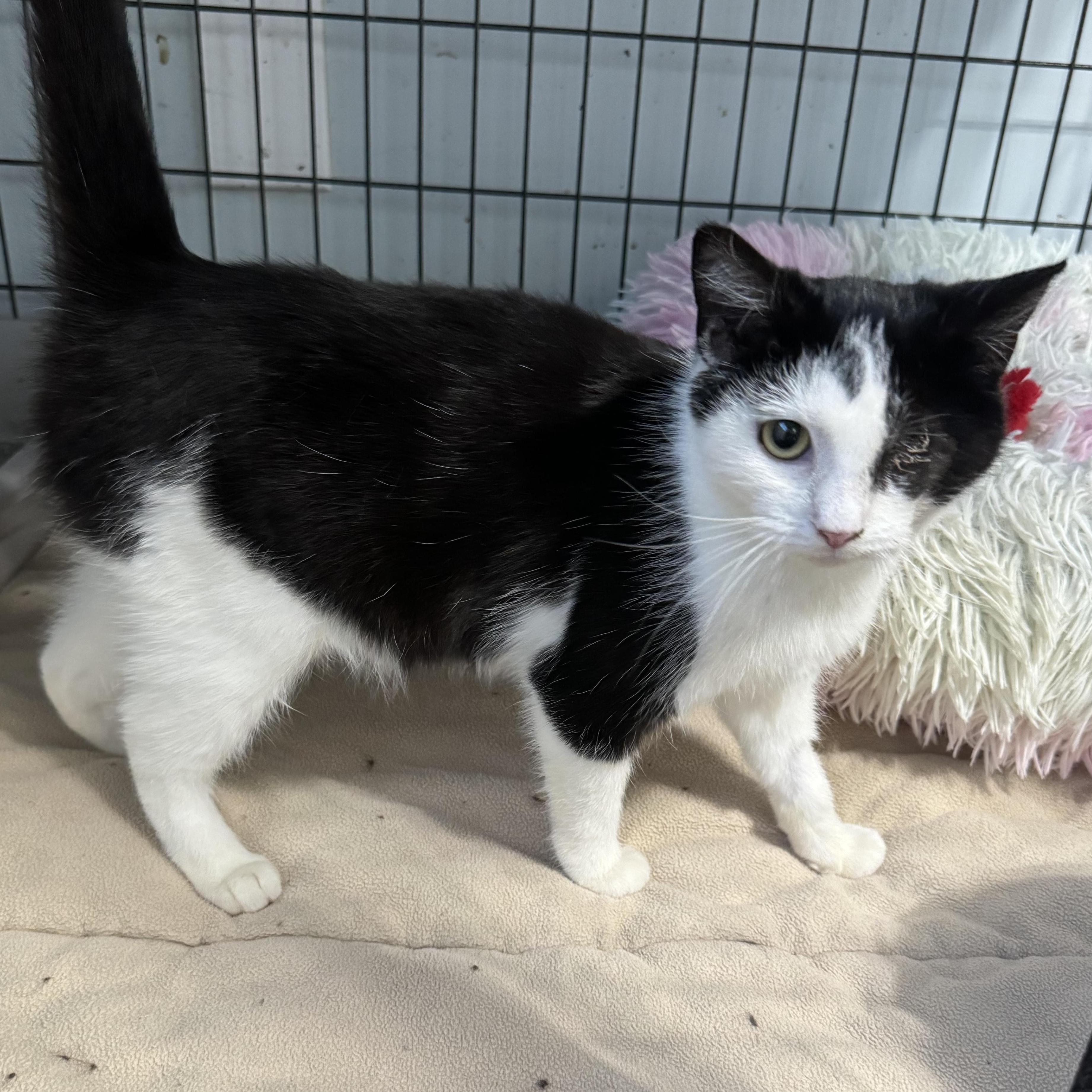 Enlarge Betty, an adoptable Domestic Short Hair in Woodbridge, VA image 2/2