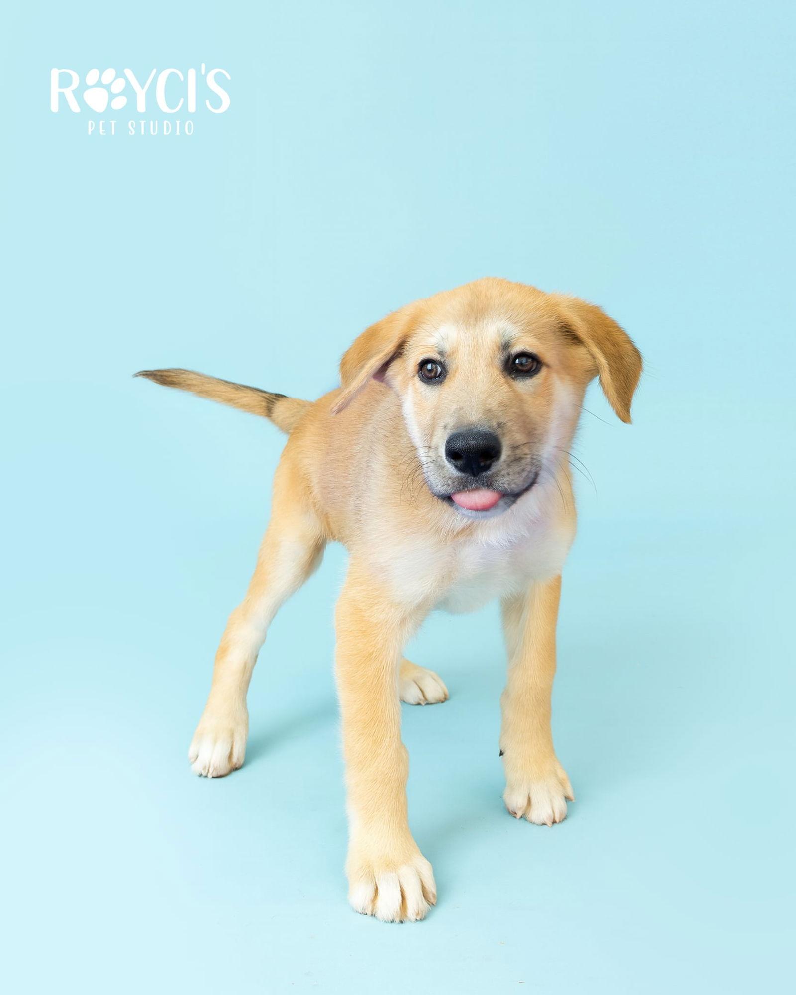 Ernie, a Adoptable Anatolian Shepherd in Bountiful, UT image 1/3