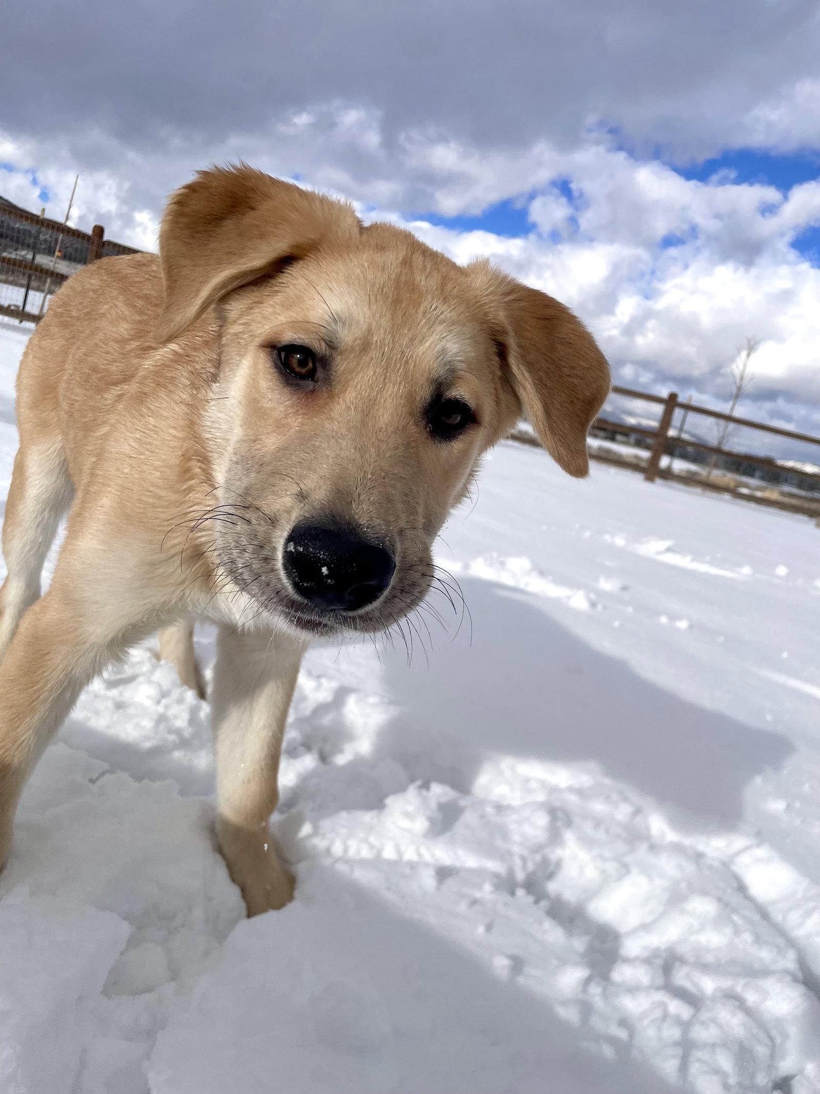 Enlarge Ernie, a Adoptable mixed breed in Bountiful, UT image 1/3