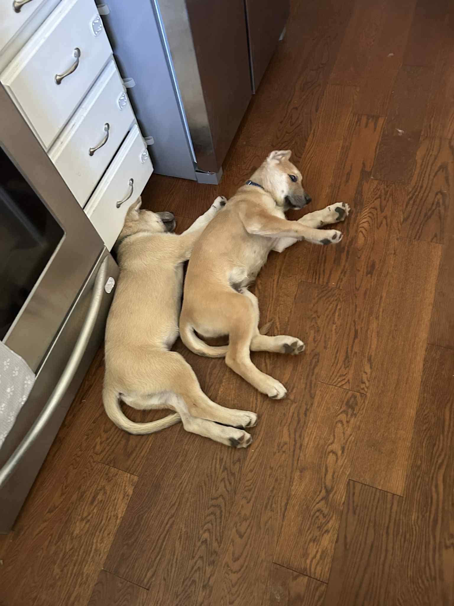 Ernie, a Adoptable Anatolian Shepherd in Bountiful, UT image 3/3