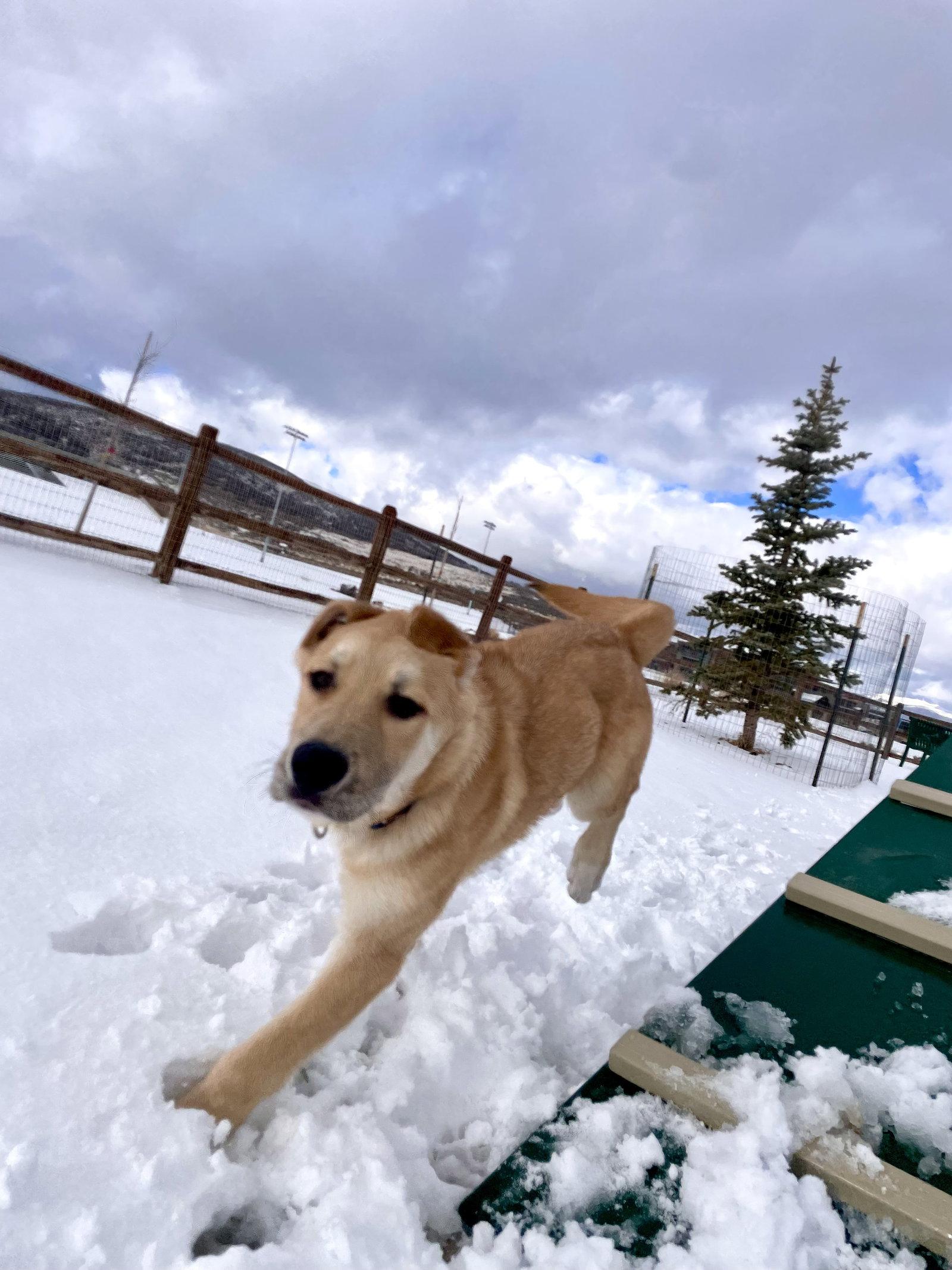 Enlarge Ernie, a Adoptable mixed breed in Bountiful, UT image 2/3