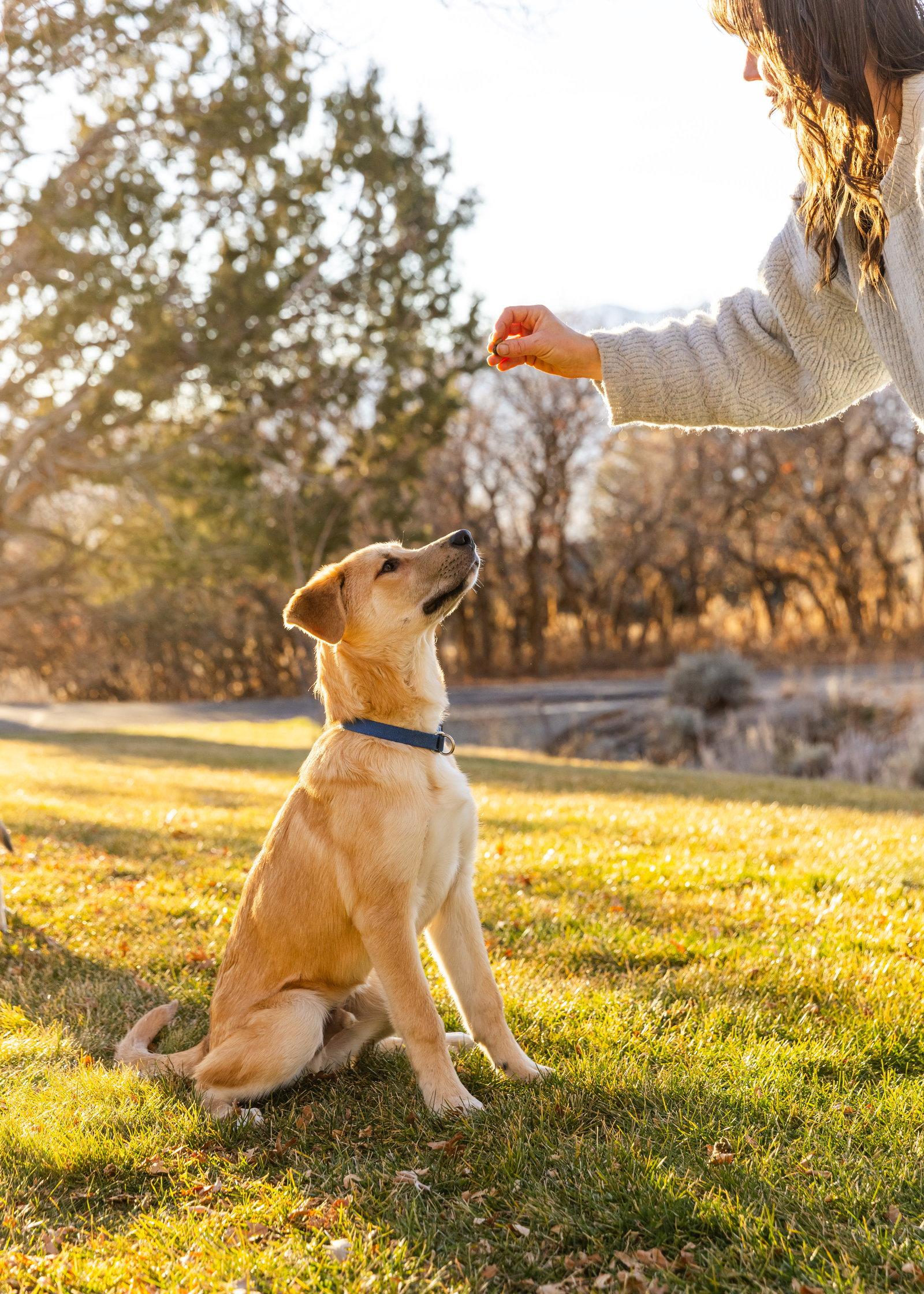 Enlarge Ernie, a Adoptable mixed breed in Bountiful, UT image 3/3