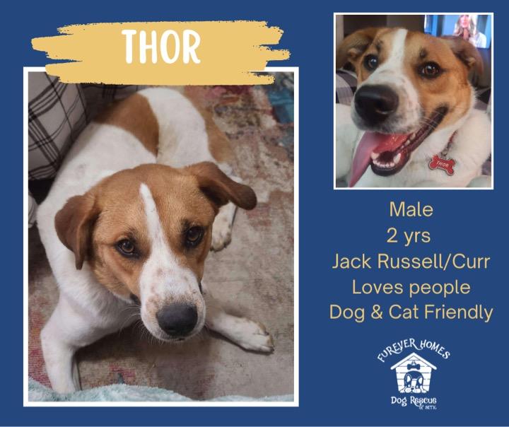 Enlarge Thor, a Adoptable mixed breed in Aulac, NB image 1/1