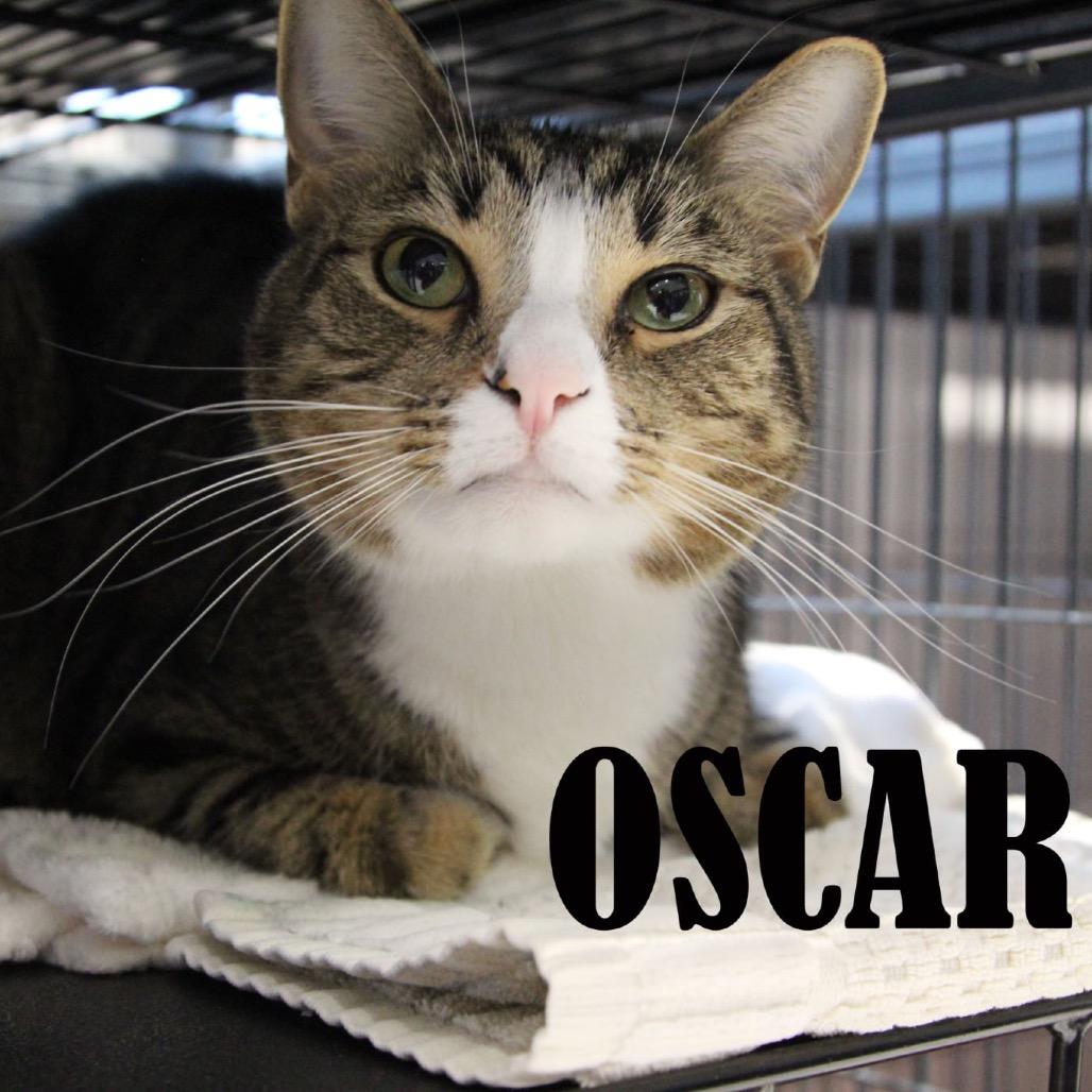 Oscar, Adoptable, Adult Male Domestic Short Hair & Mixed Breed.