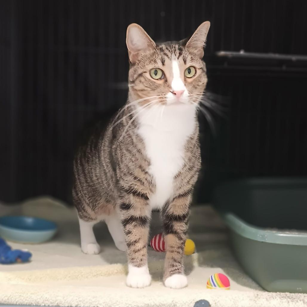 Oscar, a Adoptable mixed breed in Mooresville, NC image 3/4