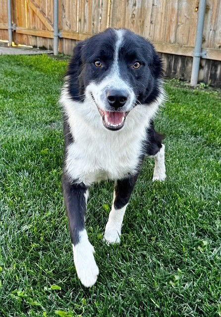 **CHASE**, Adoptable, Young Male Australian Shepherd.