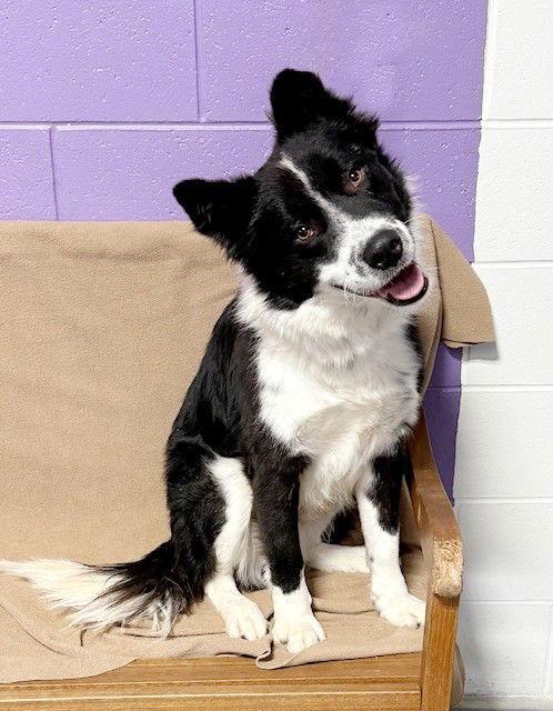 Enlarge **CHASE**, a Adoptable Australian Shepherd in North Prairie, WI image 2/3