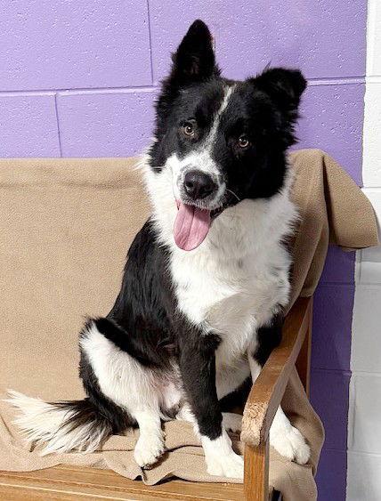 Enlarge **CHASE**, a Adoptable Australian Shepherd in North Prairie, WI image 3/3