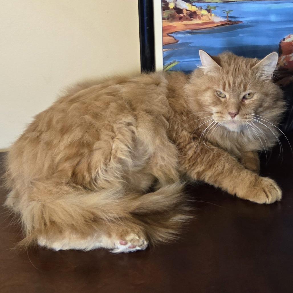 Quinn the Golden Boy 1361, Adoptable, Adult Male Domestic Medium Hair.
