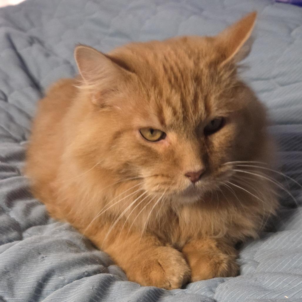 Enlarge Quinn the Golden Boy 1361, a Adoptable Domestic Medium Hair in Eaton Rapids, MI image 2/4