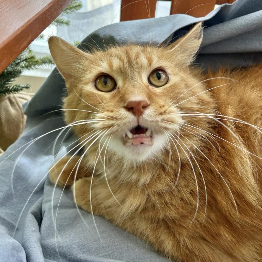 Enlarge Quinn the Golden Boy 1361, a Adoptable Domestic Medium Hair in Eaton Rapids, MI image 3/4