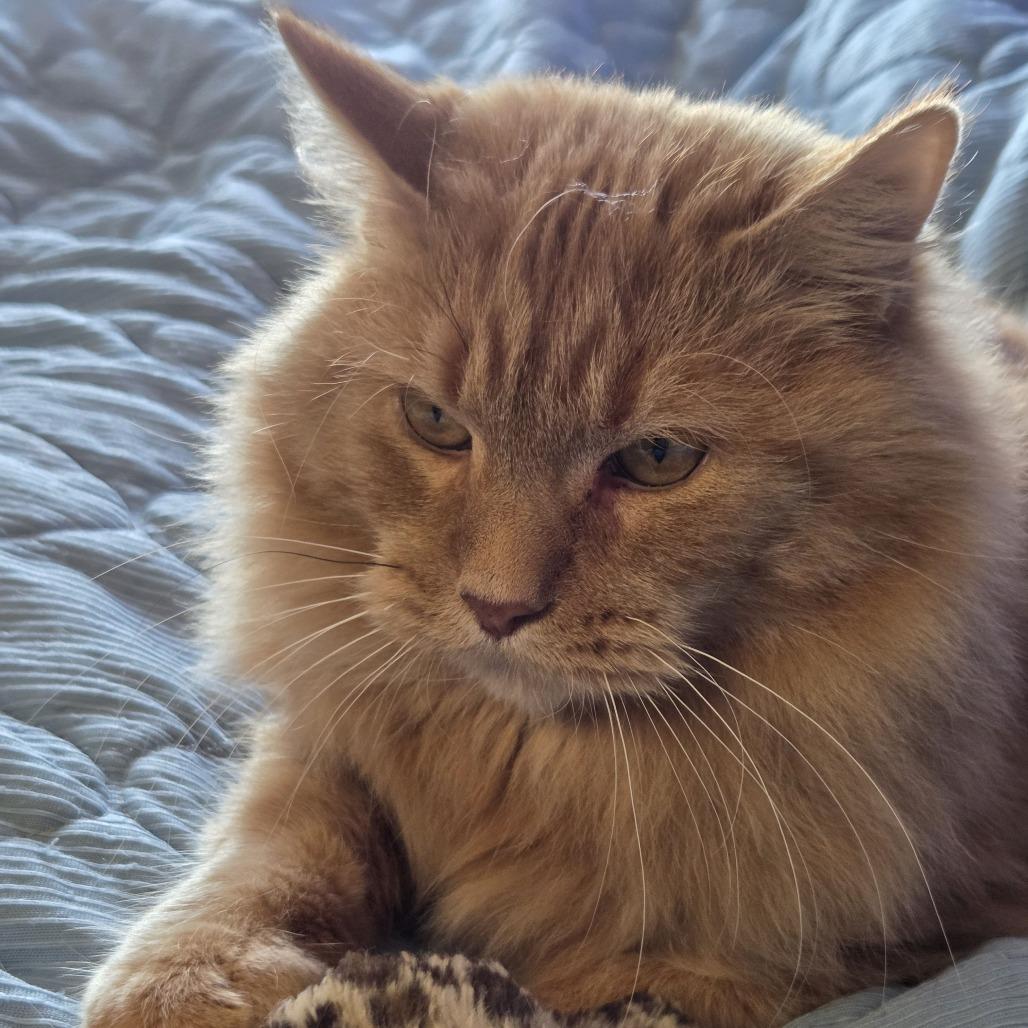 Enlarge Quinn the Golden Boy 1361, a Adoptable Domestic Medium Hair in Eaton Rapids, MI image 4/4