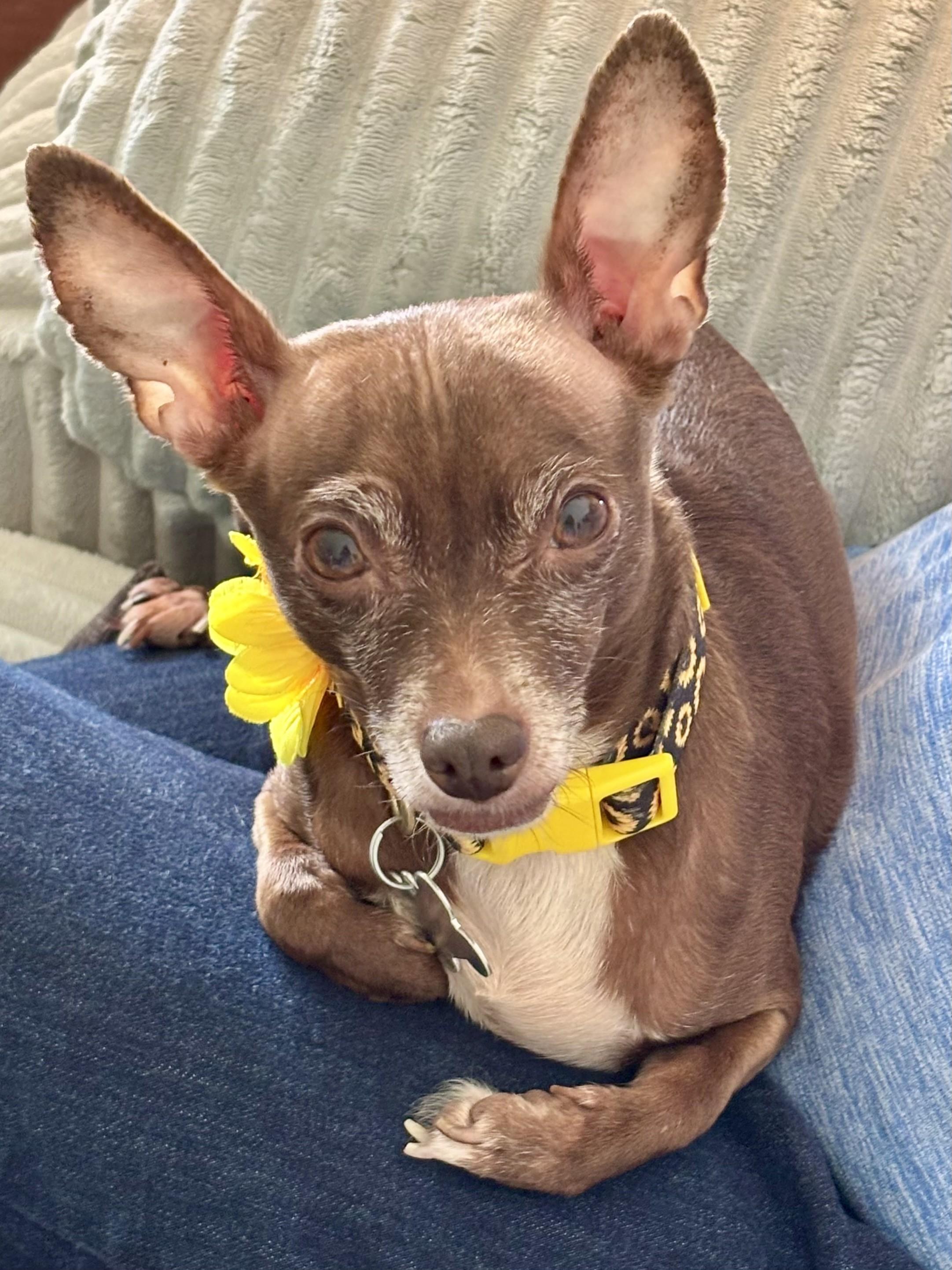 Pumpkin Spice, Adoptable, Senior Female Chihuahua & Mixed Breed.