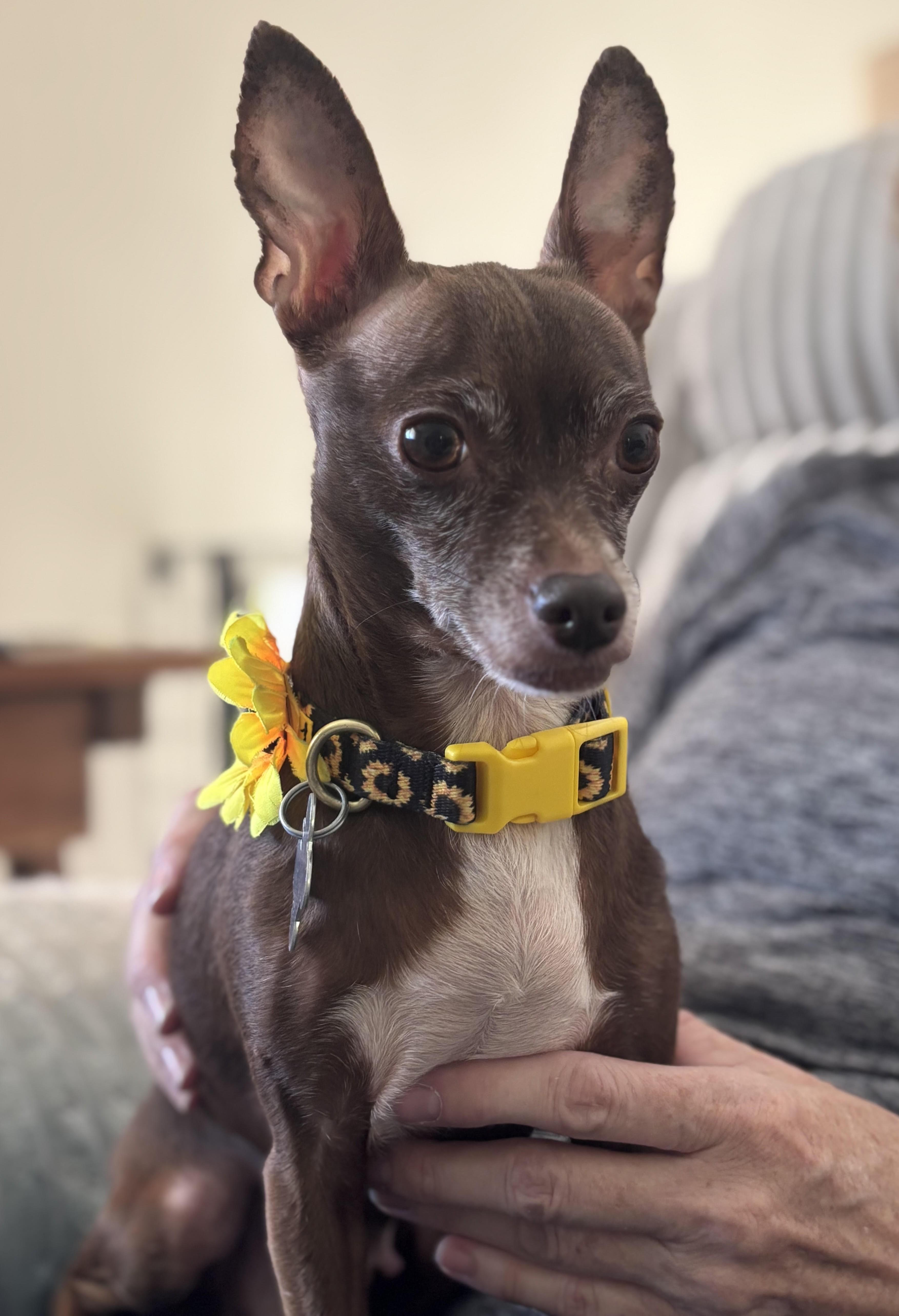 Enlarge Pumpkin Spice, a Adoptable mixed breed in Palatine, IL image 3/6