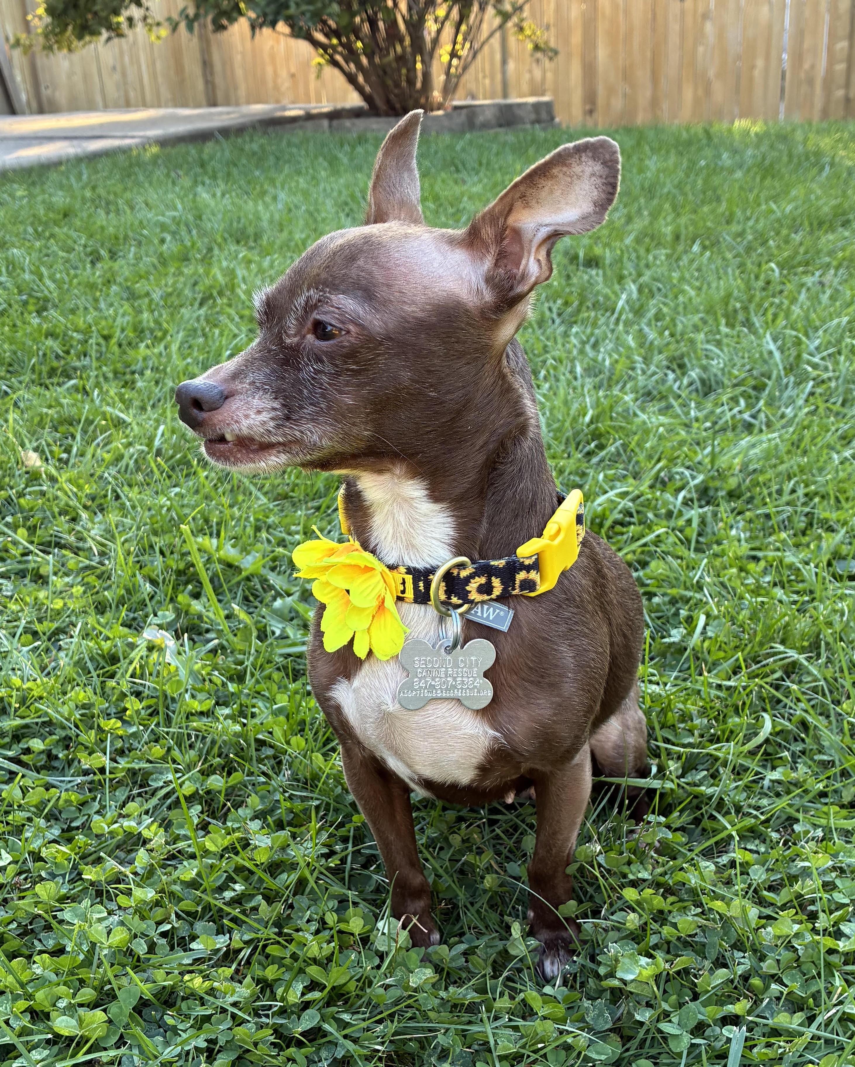 Enlarge Pumpkin Spice, a Adoptable mixed breed in Palatine, IL image 4/6