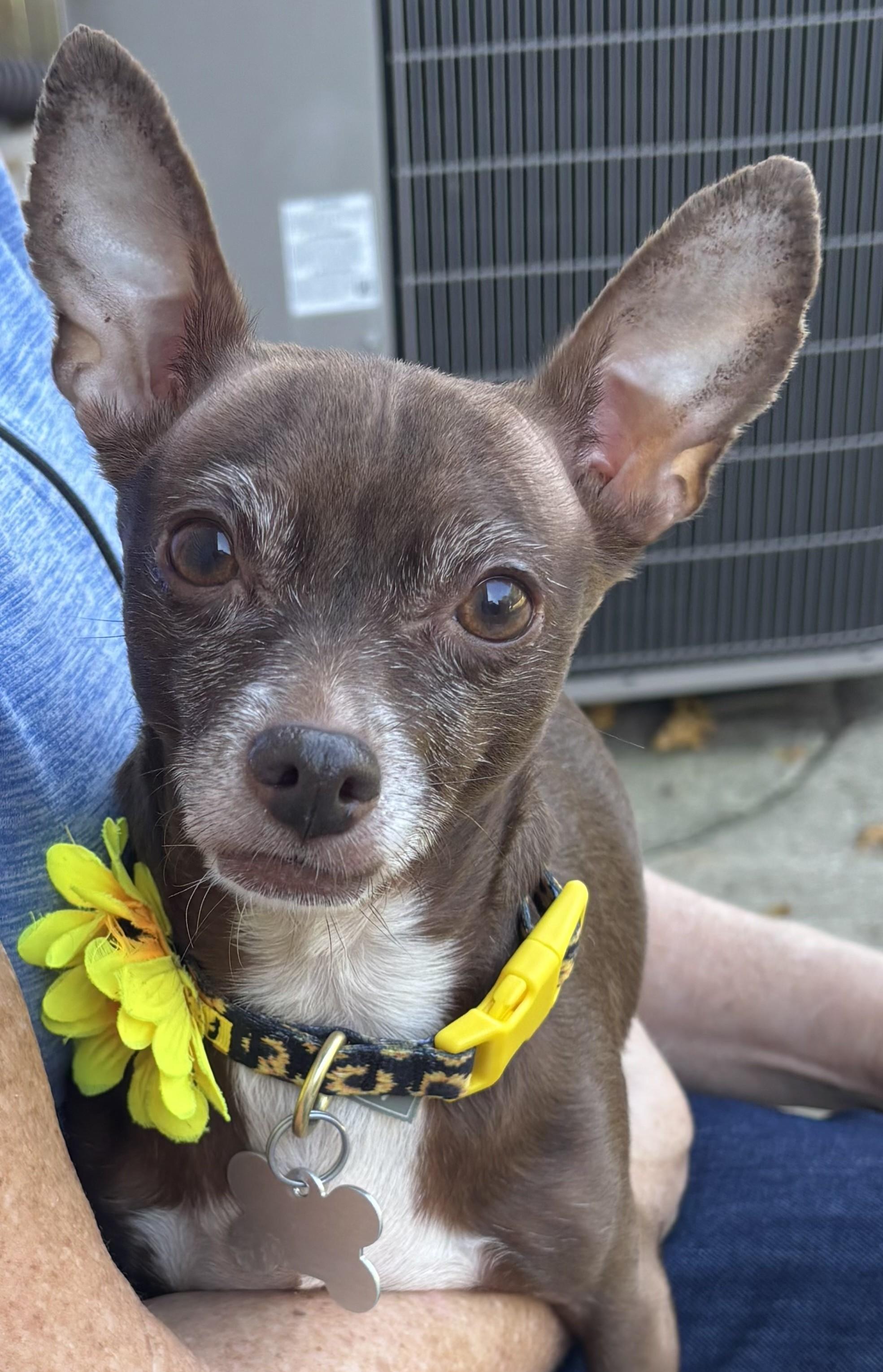 Enlarge Pumpkin Spice, a Adoptable mixed breed in Palatine, IL image 2/6