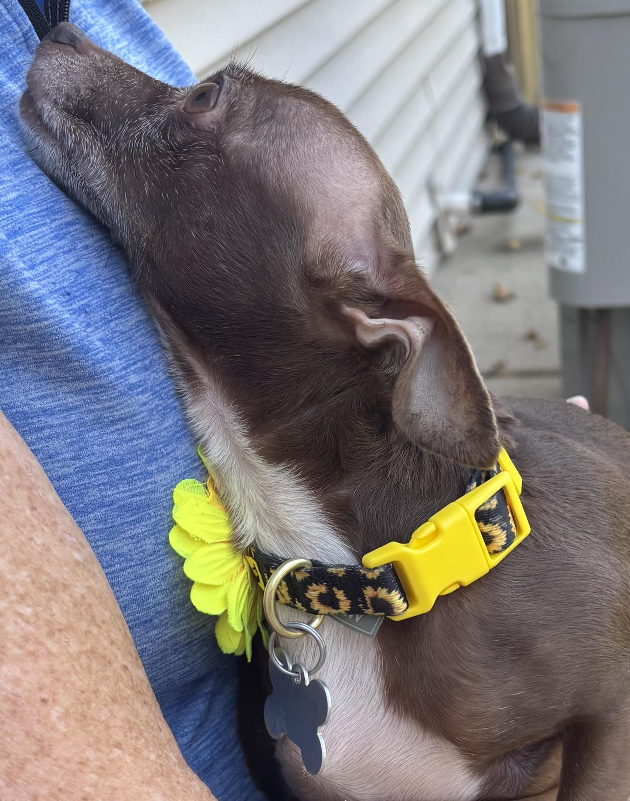 Enlarge Pumpkin Spice, a Adoptable mixed breed in Palatine, IL image 5/6