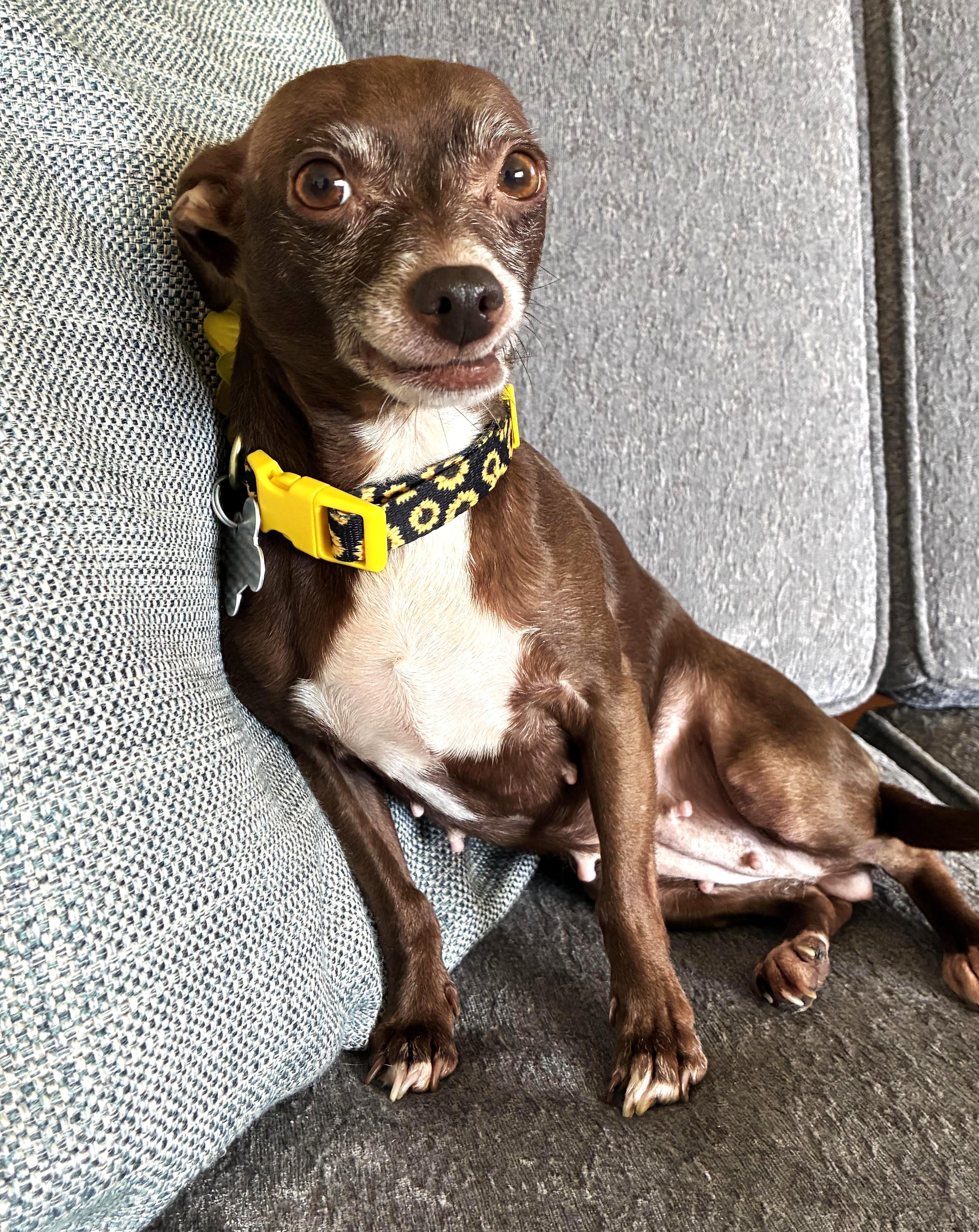 Enlarge Pumpkin Spice, a Adoptable mixed breed in Palatine, IL image 6/6
