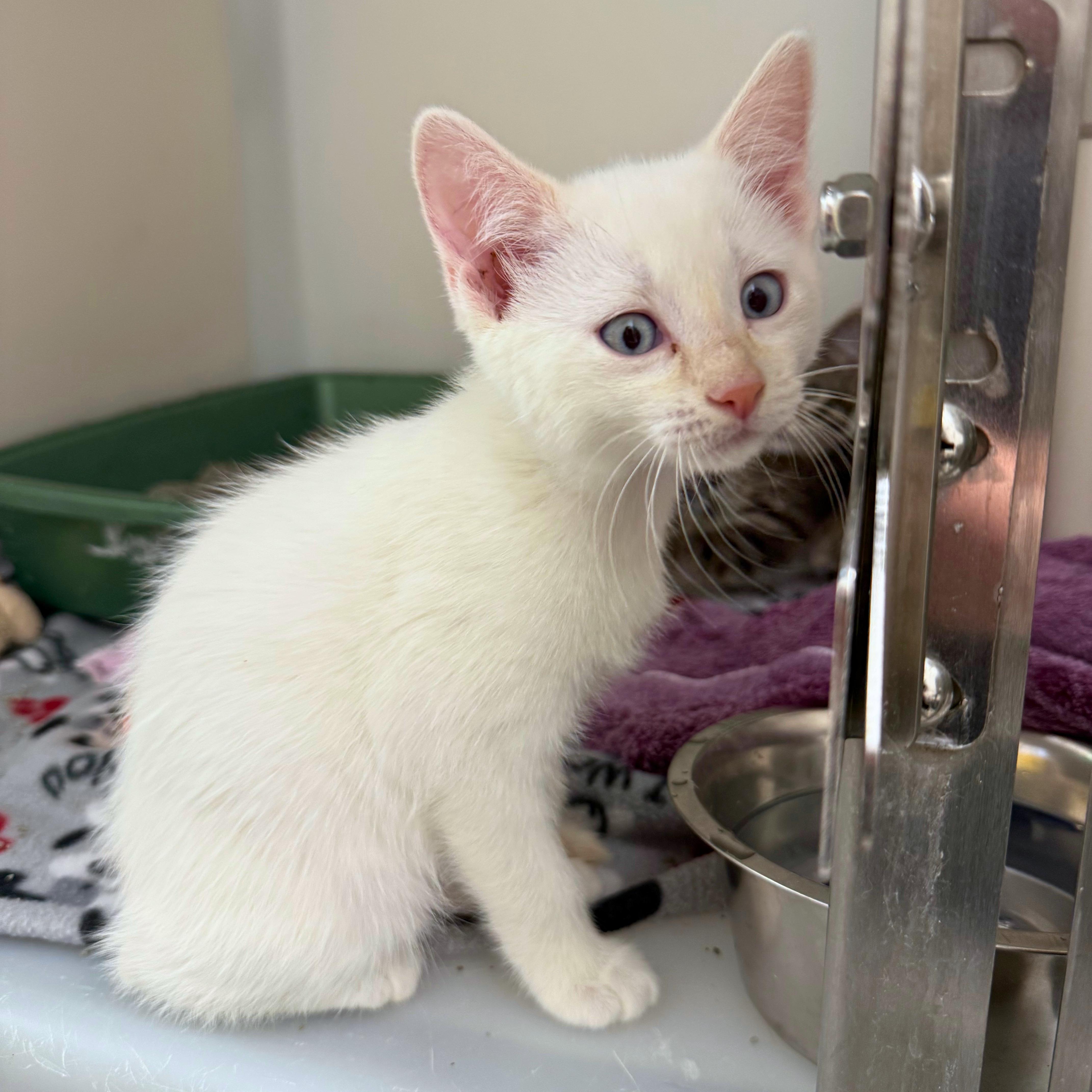 Titan, a Adoptable Domestic Short Hair in Ridgway, CO image 2/2