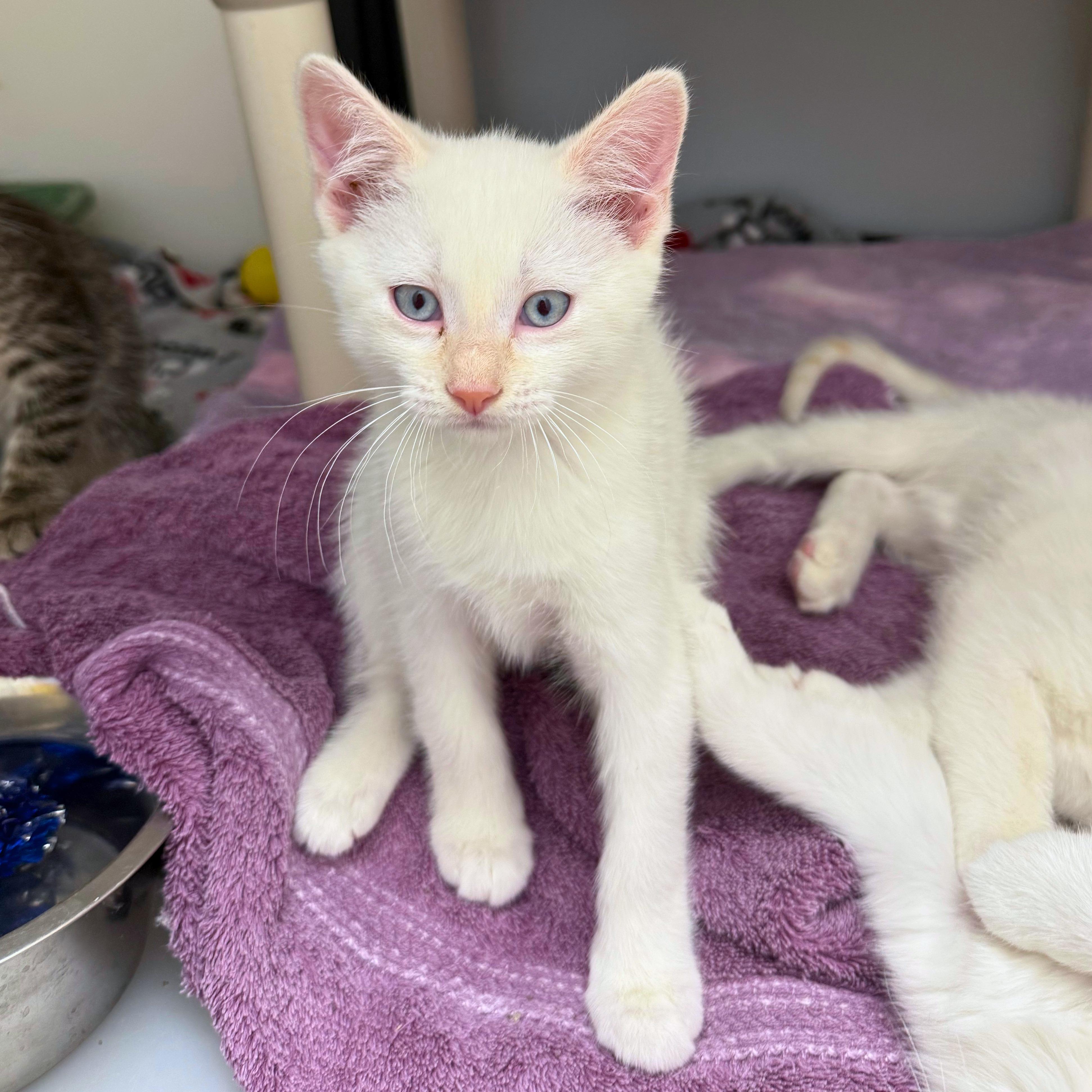 Titan, a Adoptable Domestic Short Hair in Ridgway, CO image 1/2