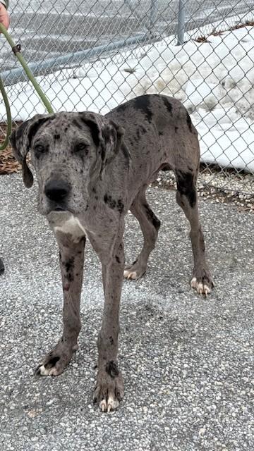 Enlarge Micah, a ADOPTABLE Great Dane in Pine Beach, NJ image 1/1