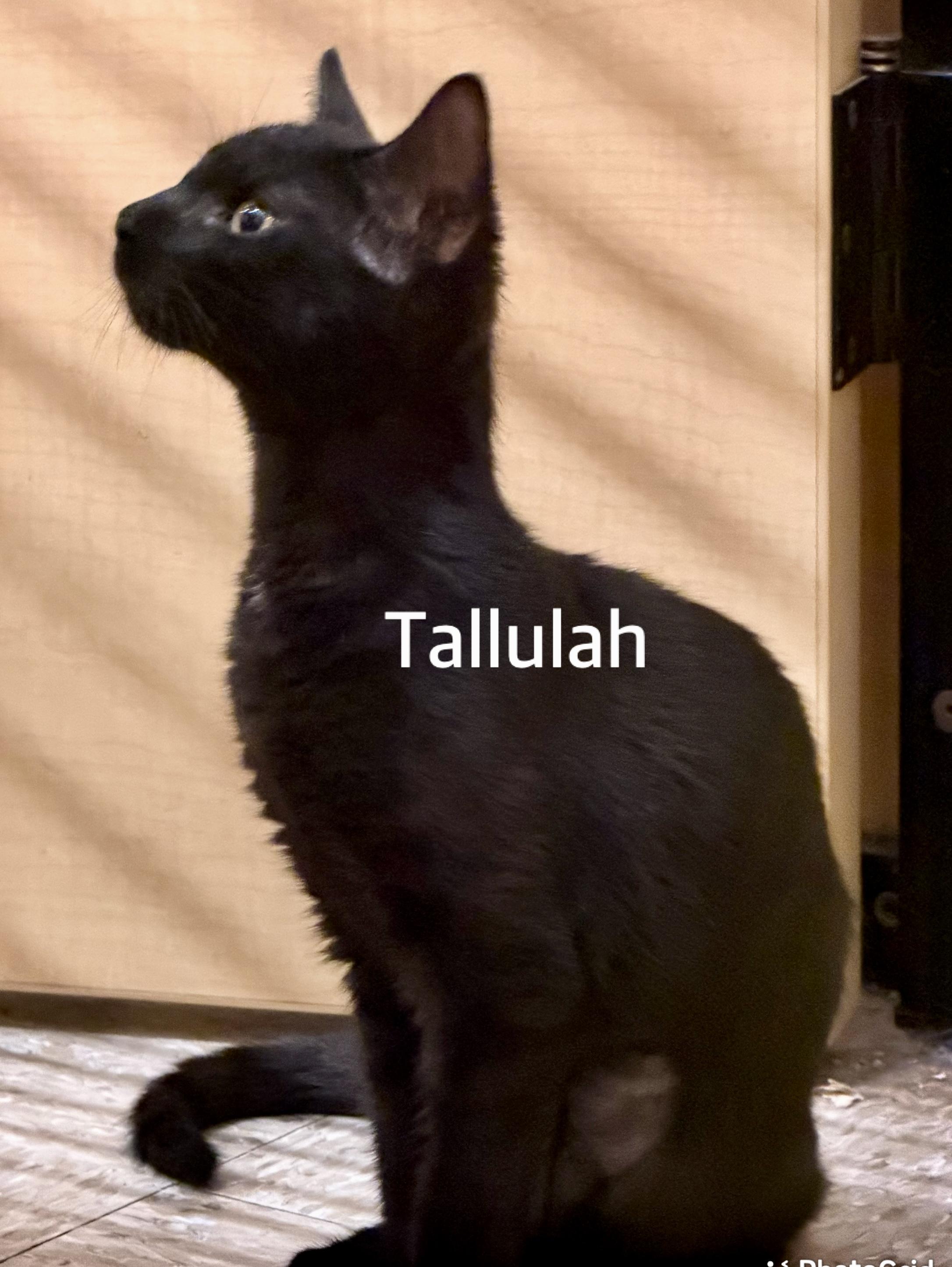 Tallulah, a Adoptable Domestic Short Hair in Owasso, OK image 1/2