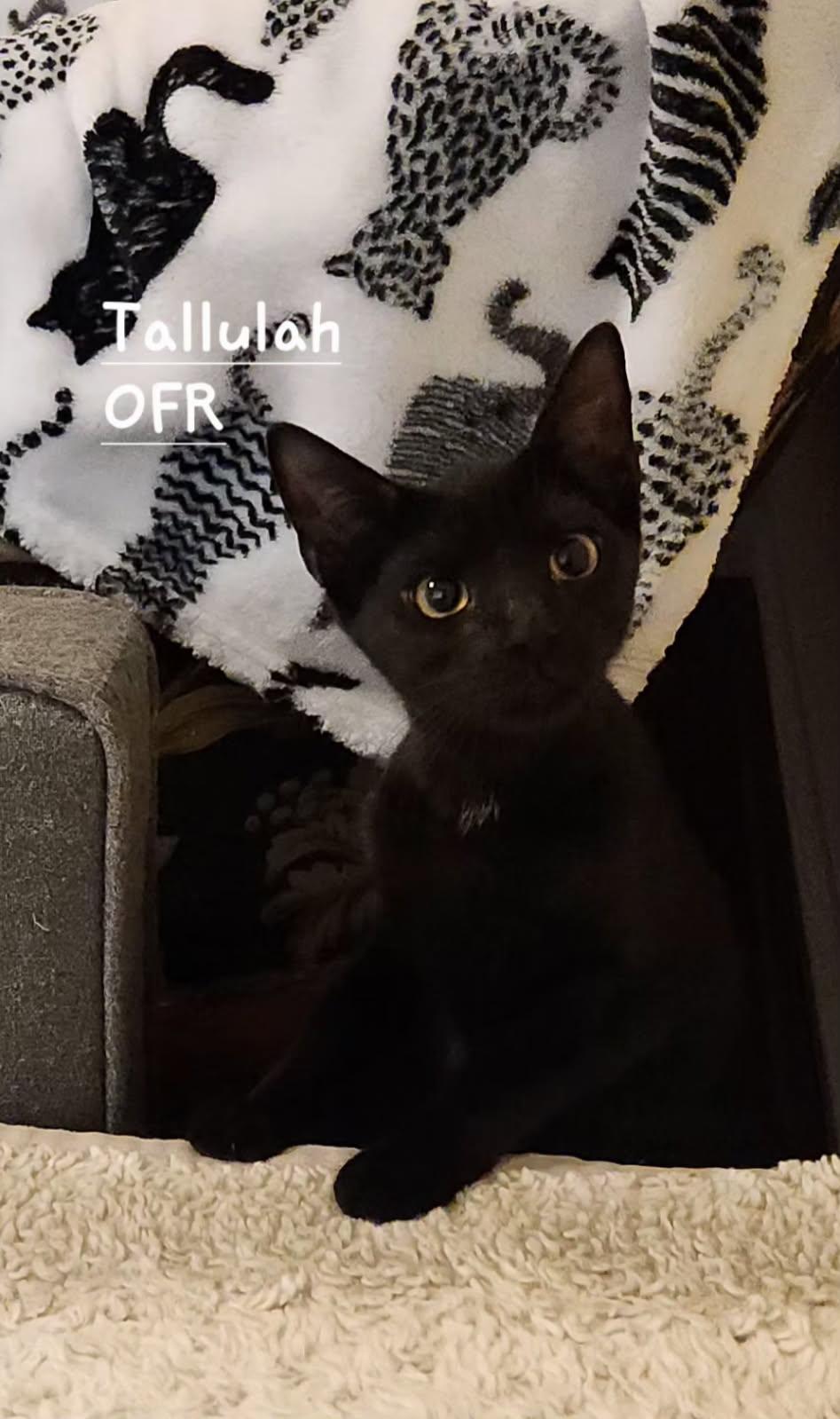 Tallulah, Adoptable, Kitten Female Domestic Short Hair.