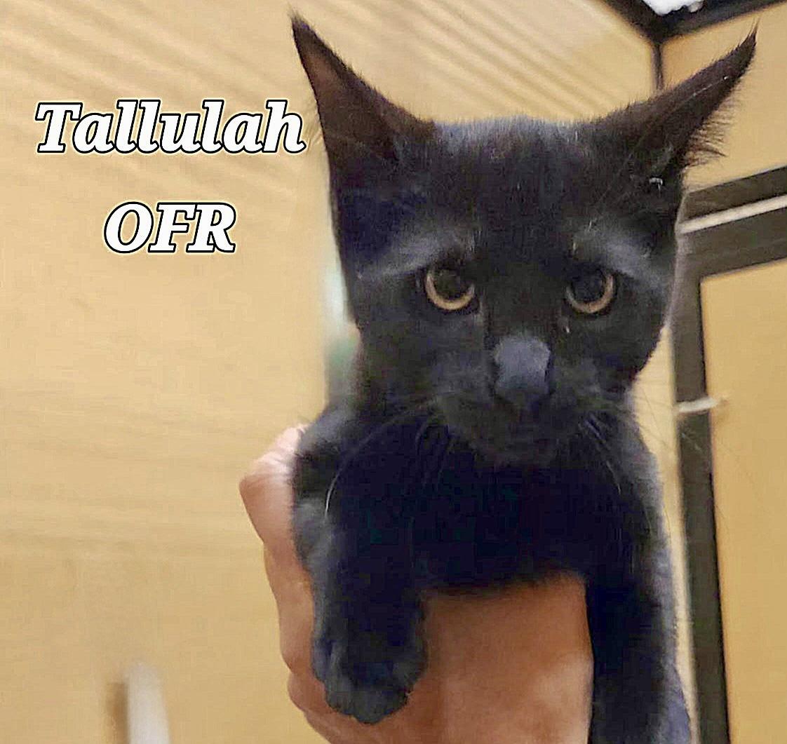 Tallulah, a Adoptable Domestic Short Hair in Owasso, OK image 2/2