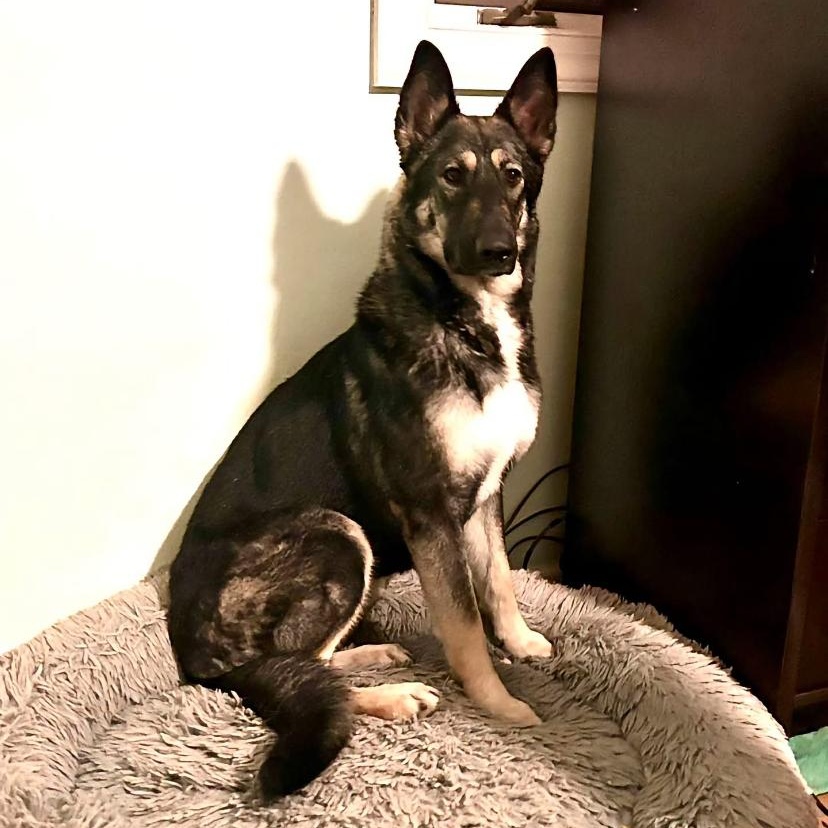 Enlarge Wheat Thin, a Adoptable German Shepherd Dog in Philadelphia, PA image 2/3