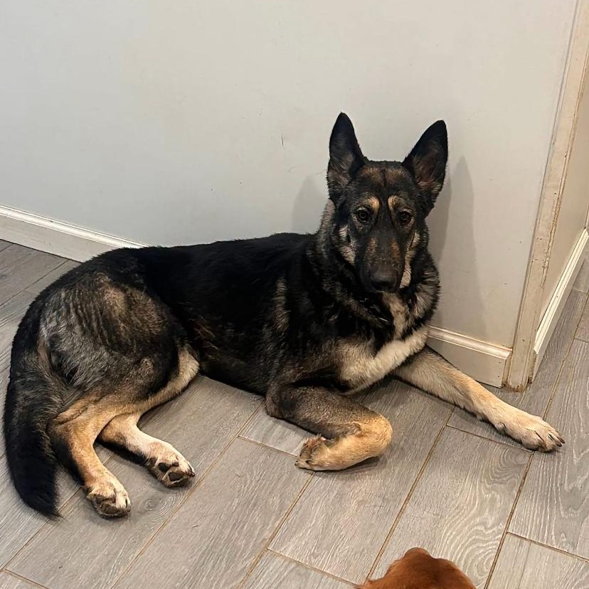 Enlarge Wheat Thin, a Adoptable German Shepherd Dog in Philadelphia, PA image 3/3