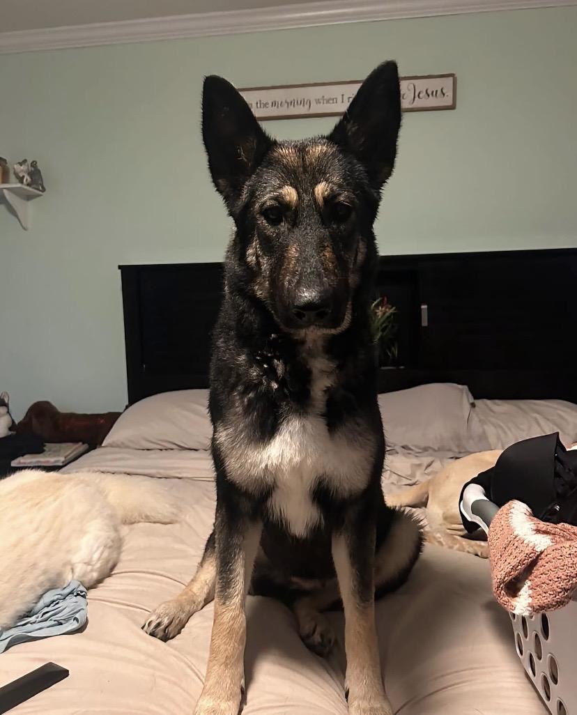 Wheat Thin, Adoptable, Young Female German Shepherd Dog.