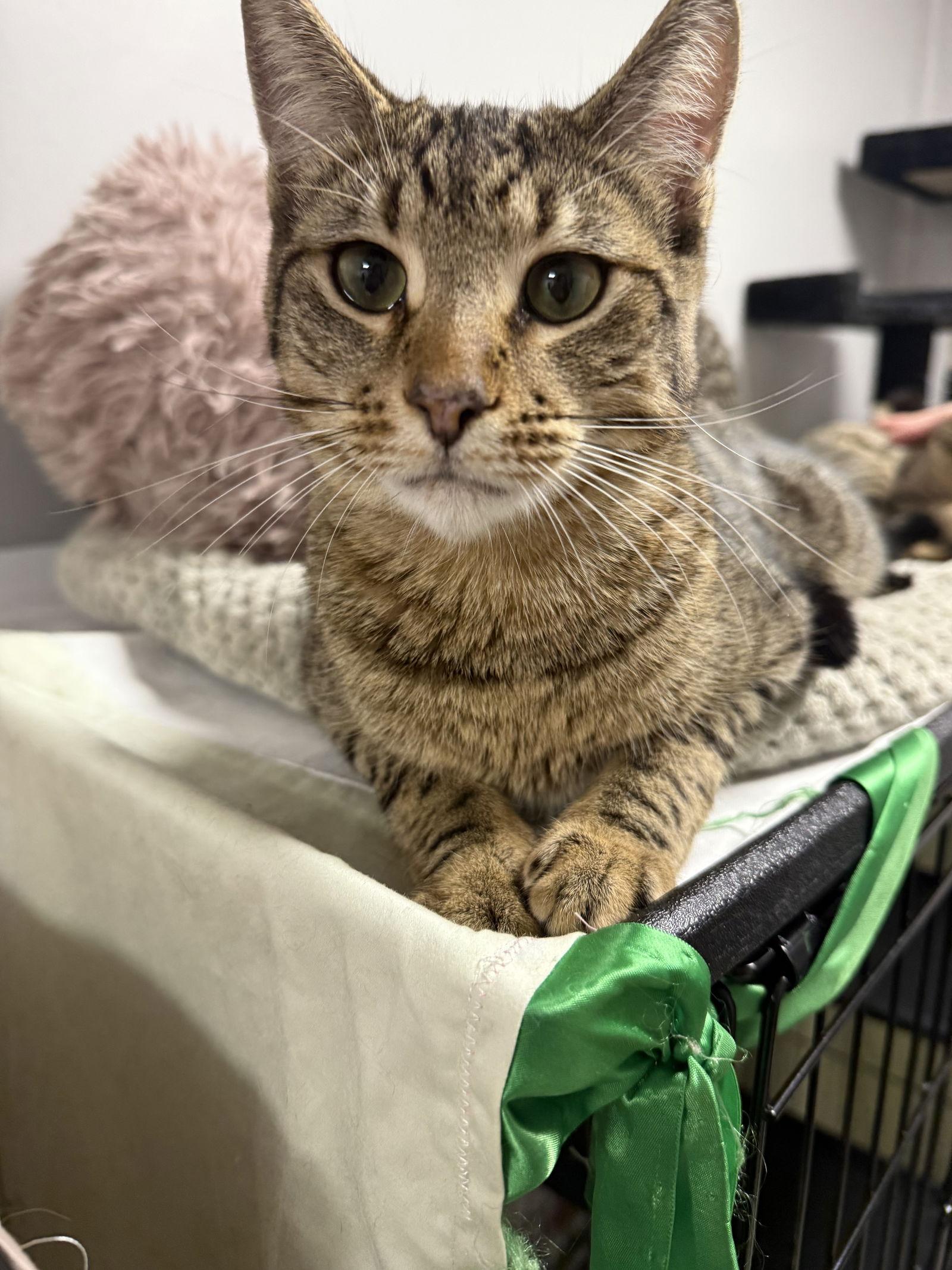 Rankine, Adoptable, Young Male Domestic Short Hair.