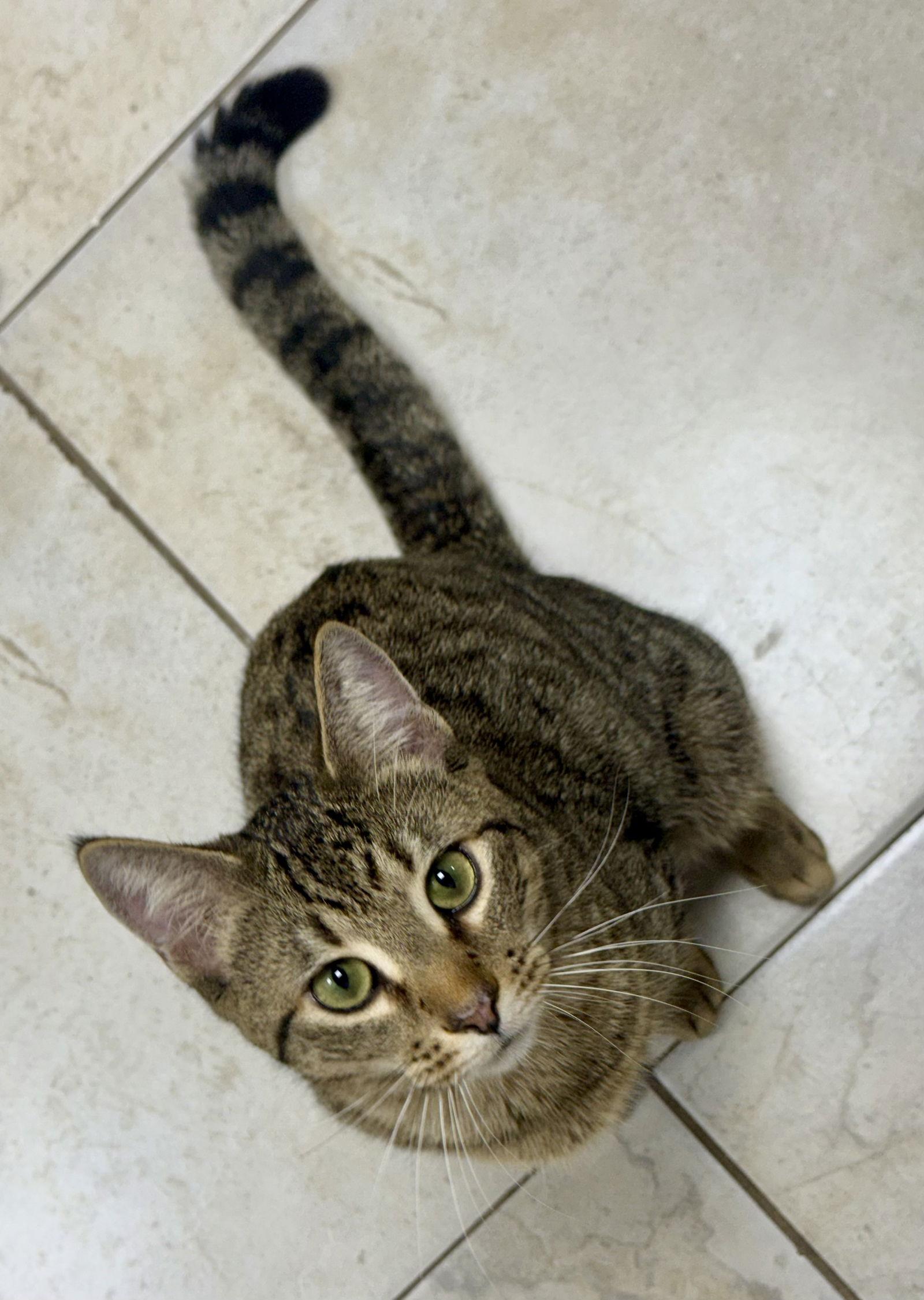Enlarge Rankine, a Adoptable Domestic Short Hair in Satellite Beach, FL image 2/3