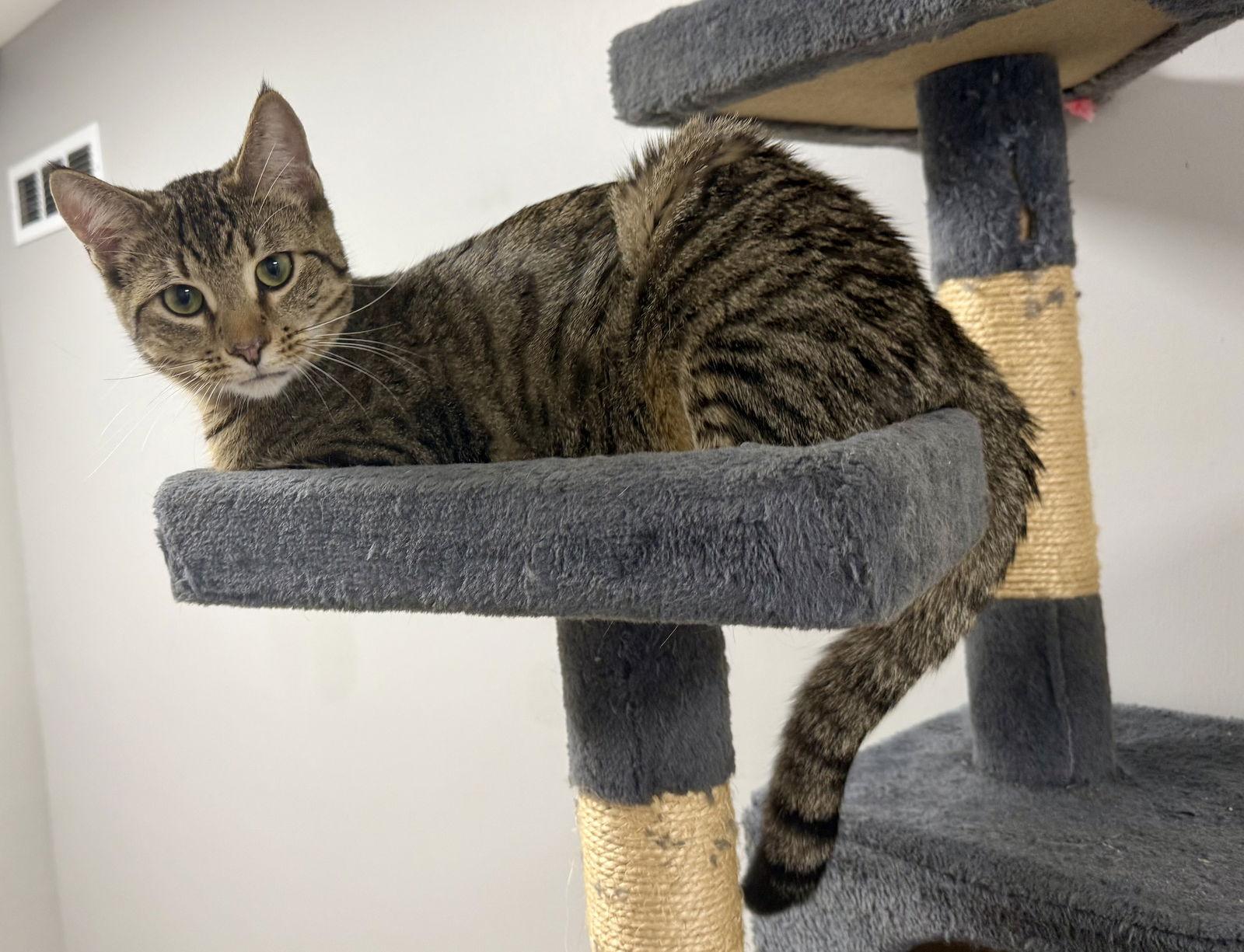 Enlarge Rankine, a Adoptable Domestic Short Hair in Satellite Beach, FL image 3/3